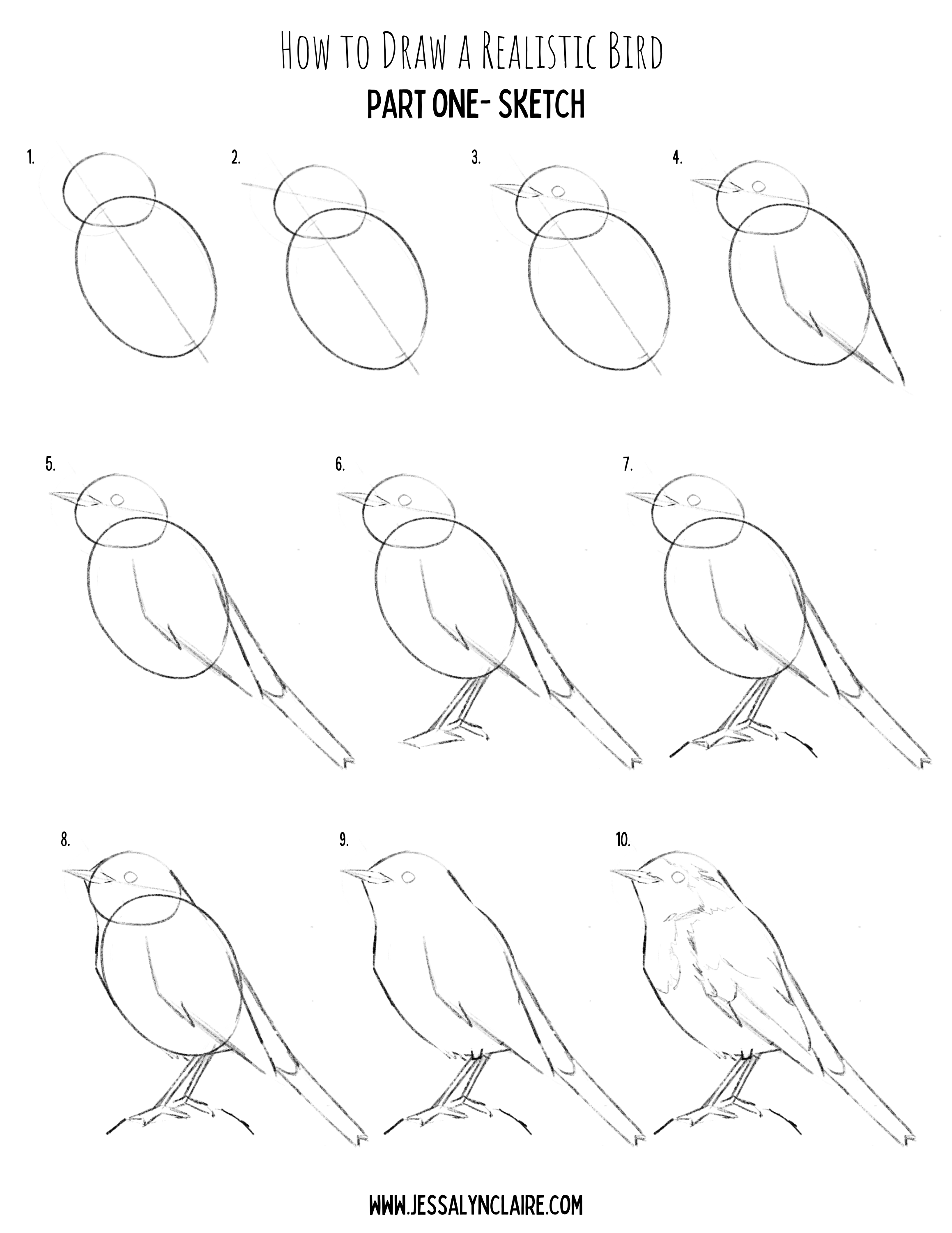 A step by step process of how to draw a realistic bird. Steps one through ten show how to make a basic sketch of a bird.