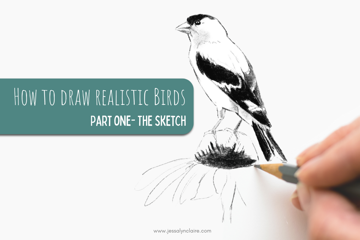 How to Draw Realistic Birds- Part One- Starting with a Sketch