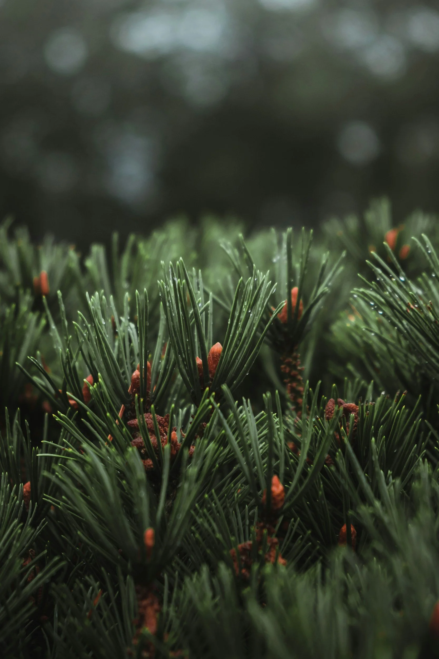 Close-up of pine tree branches with dark green needles and small brown pine cones.