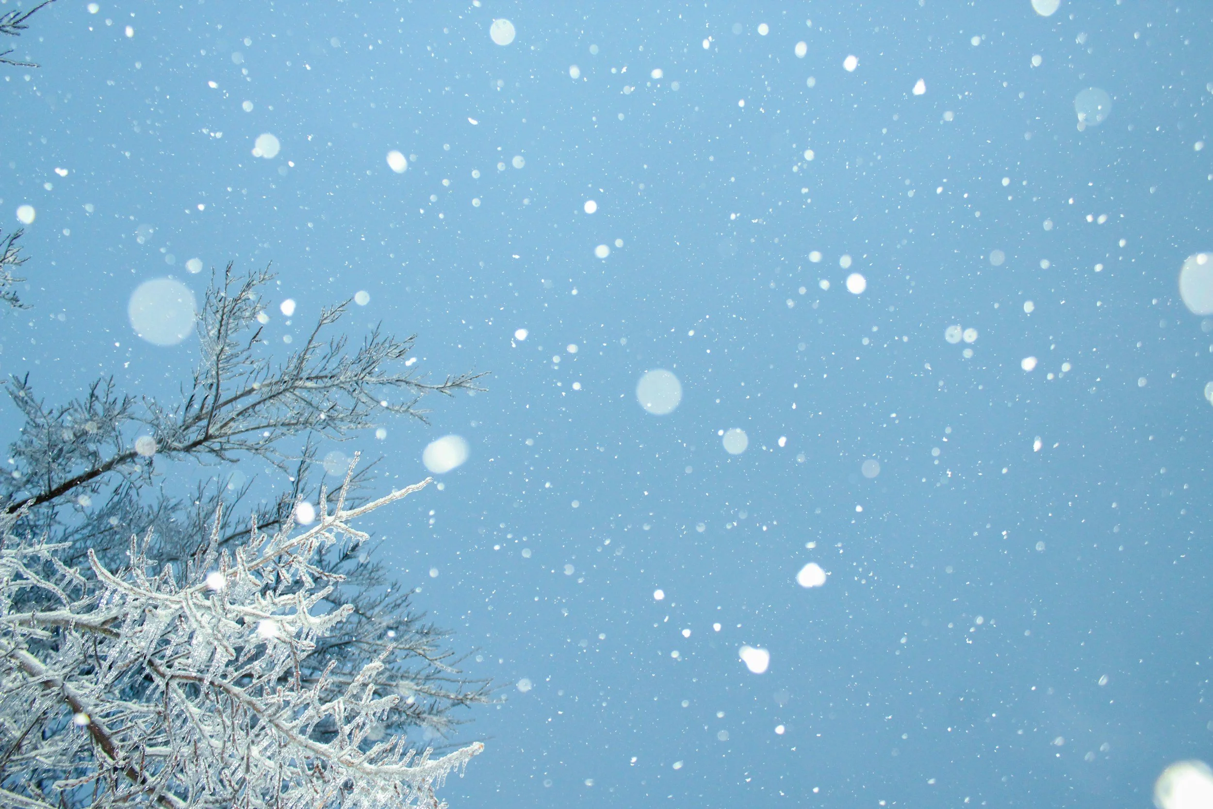 Snow falling in the sky with snow-covered tree branches in the lower left corner.