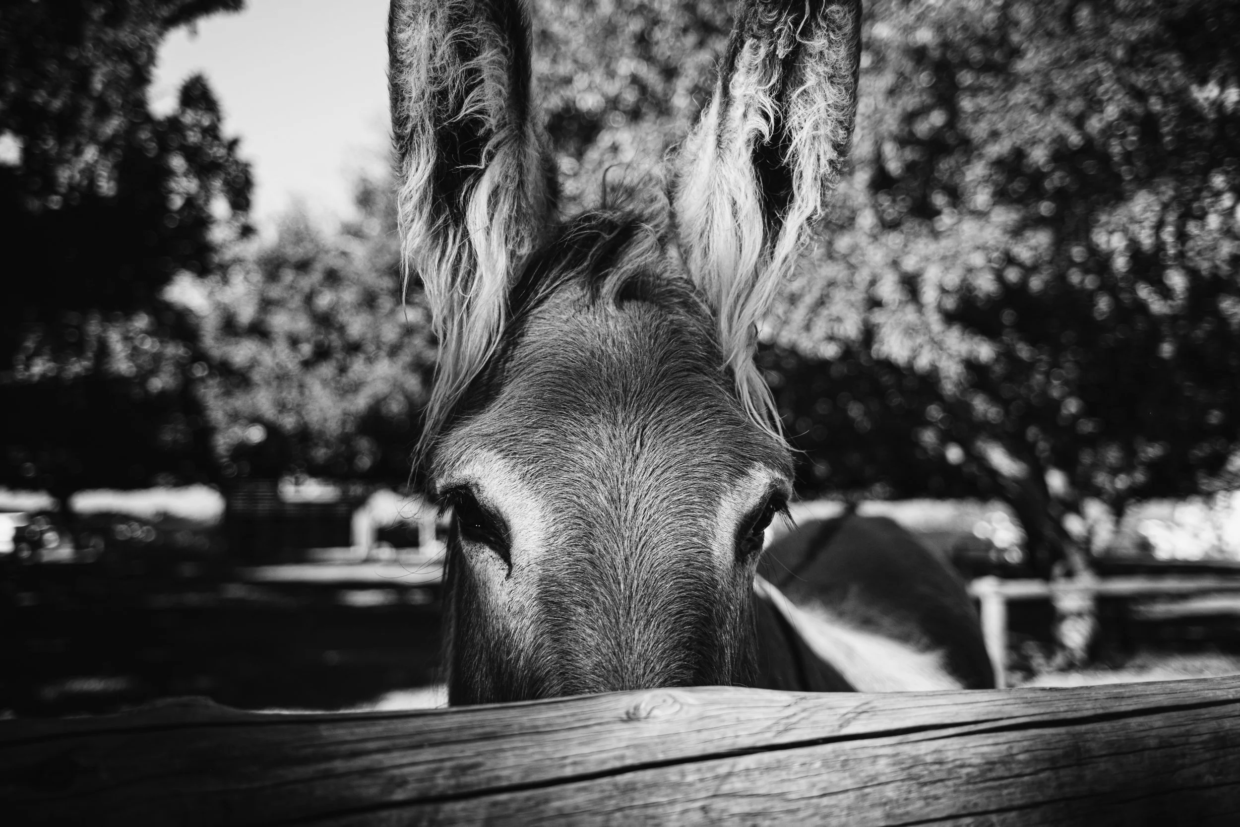 Black and white close-up of a donkey's face looking over a wooden fence, with trees in the background.