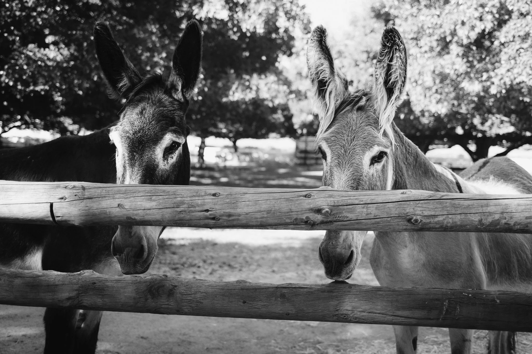 Two donkeys standing behind a wooden fence with trees in the background.