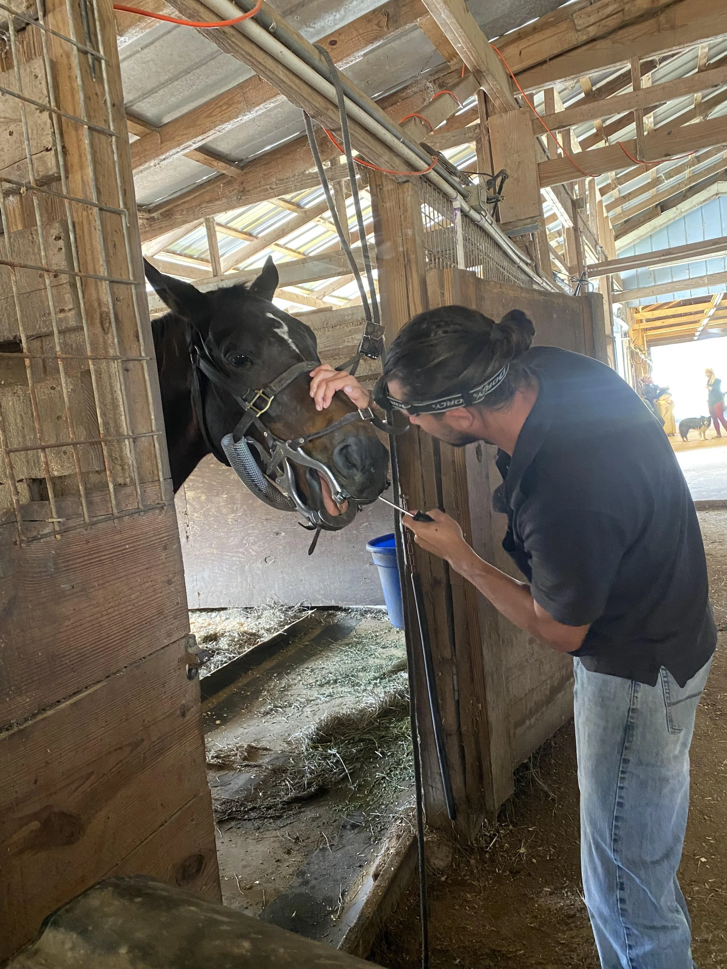 A person with long hair tied back, wearing a dark shirt and jeans, is inspecting a horse's mouth in a stable. The horse is black with a white stripe on its face and is sticking its tongue out. The person is holding a tool in one hand and gently touching the horse's nose with the other. The stable has wooden walls and a metal roof, with some other people and animals visible in the background.