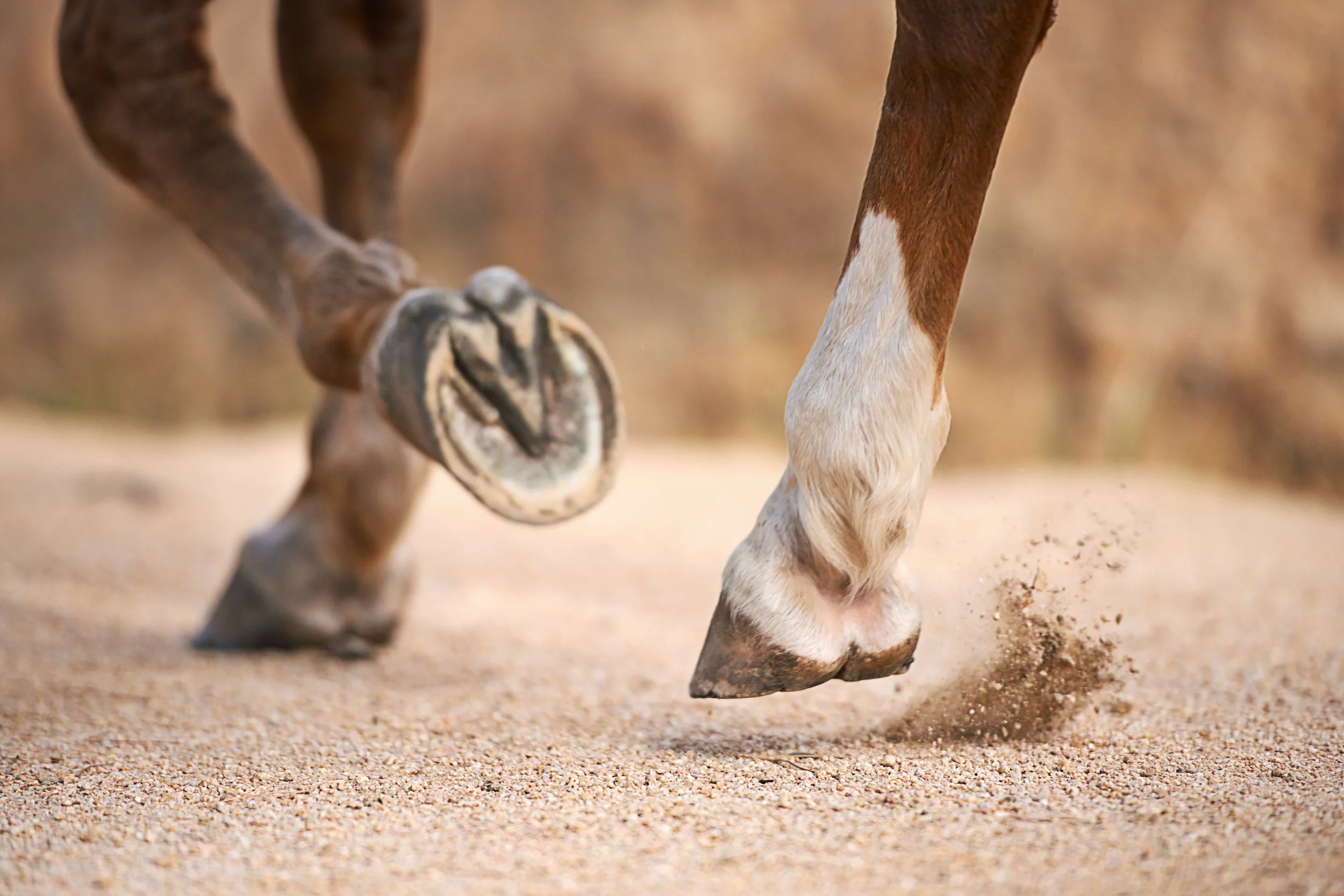 Close-up of a horse's front legs and hooves kicking up dust on a sandy surface.