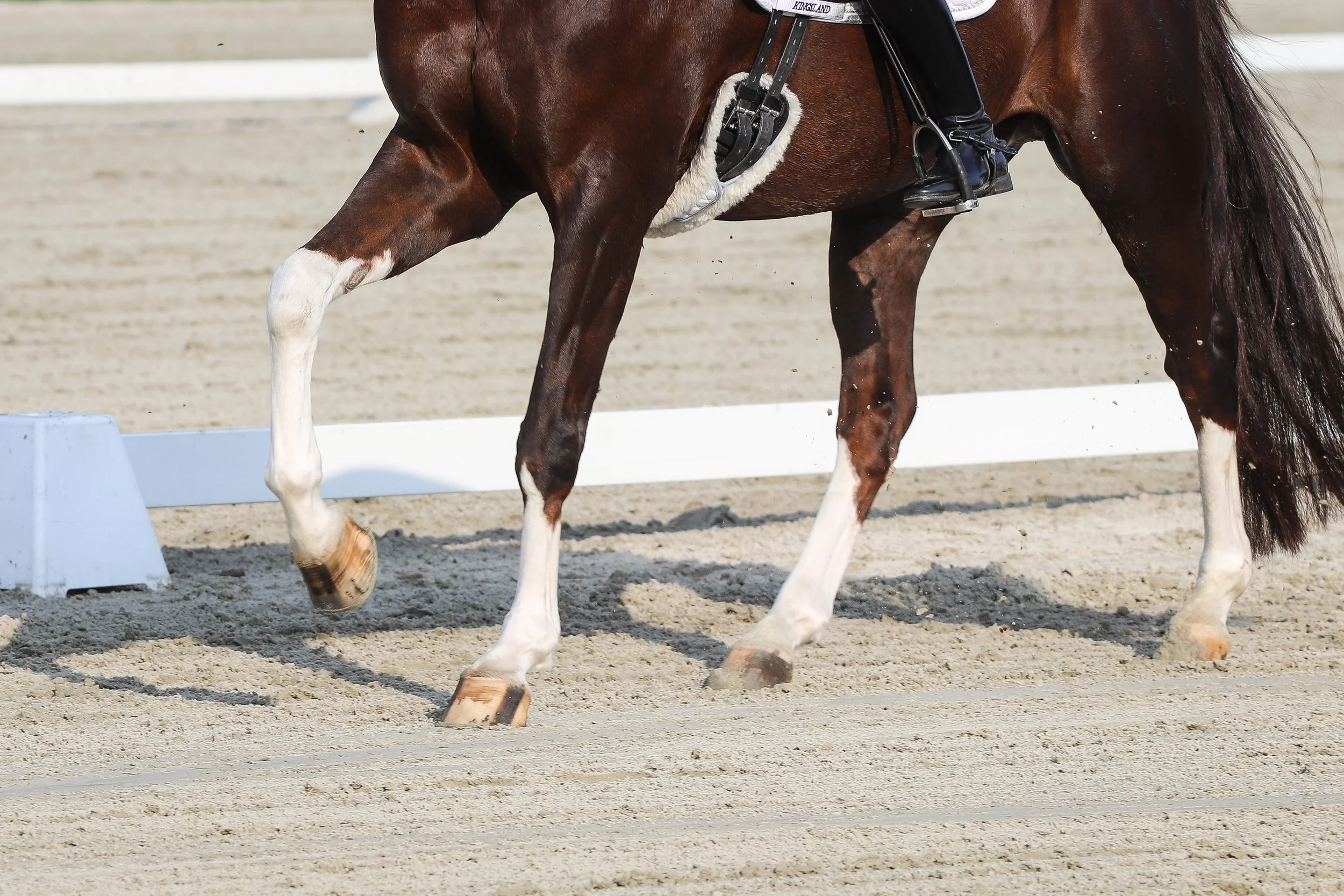 A horse with brown and white markings on its legs, being ridden on a sandy arena during a dressage event.