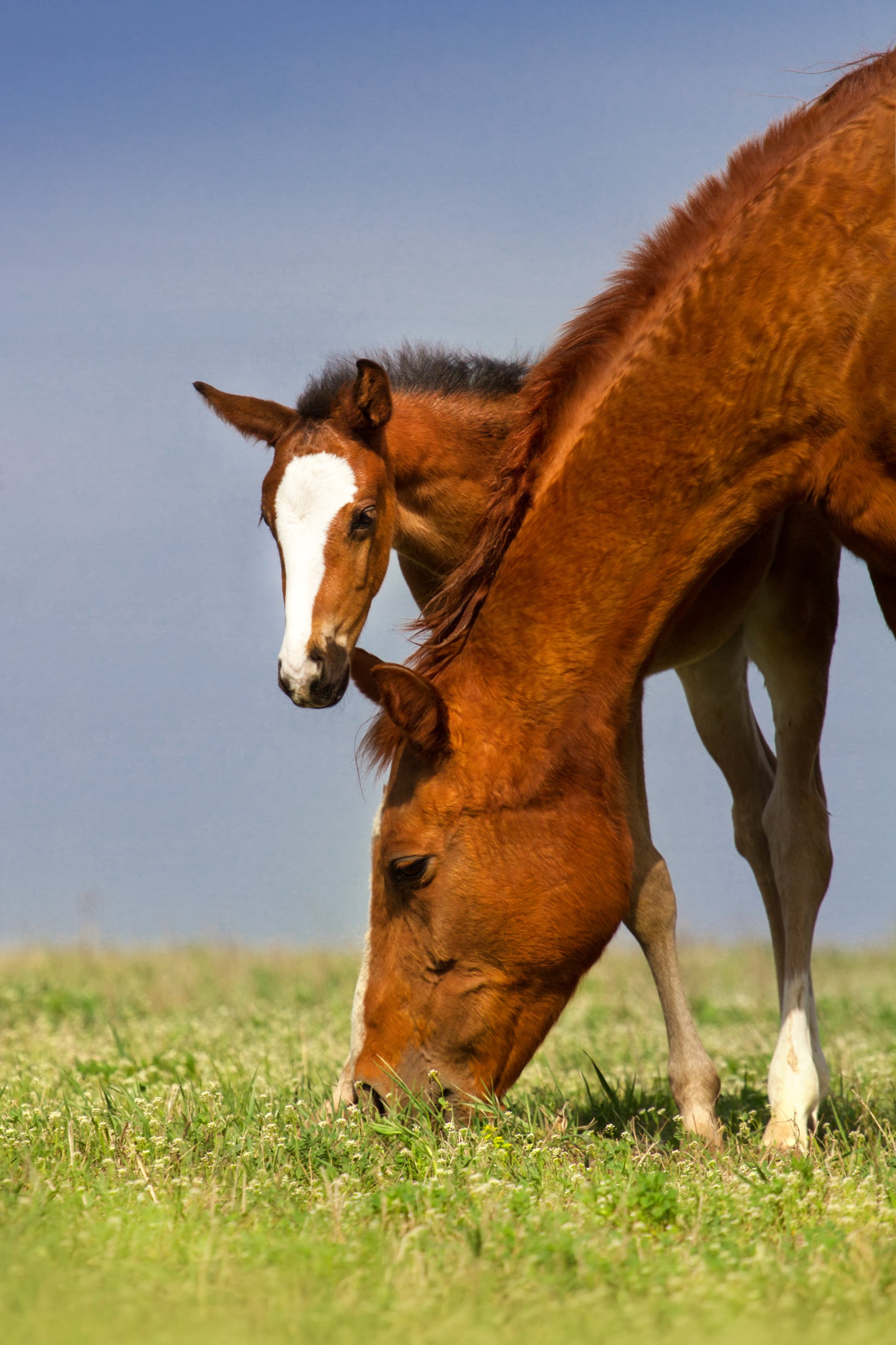 Two horses grazing on a grassy field with a clear sky in the background.