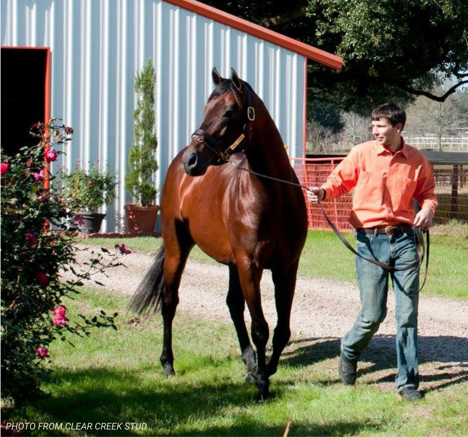 A young man with dark hair wearing an orange shirt and jeans walking a brown horse on a lead in a grassy area near a metal barn with potted plants and a tree in the background.