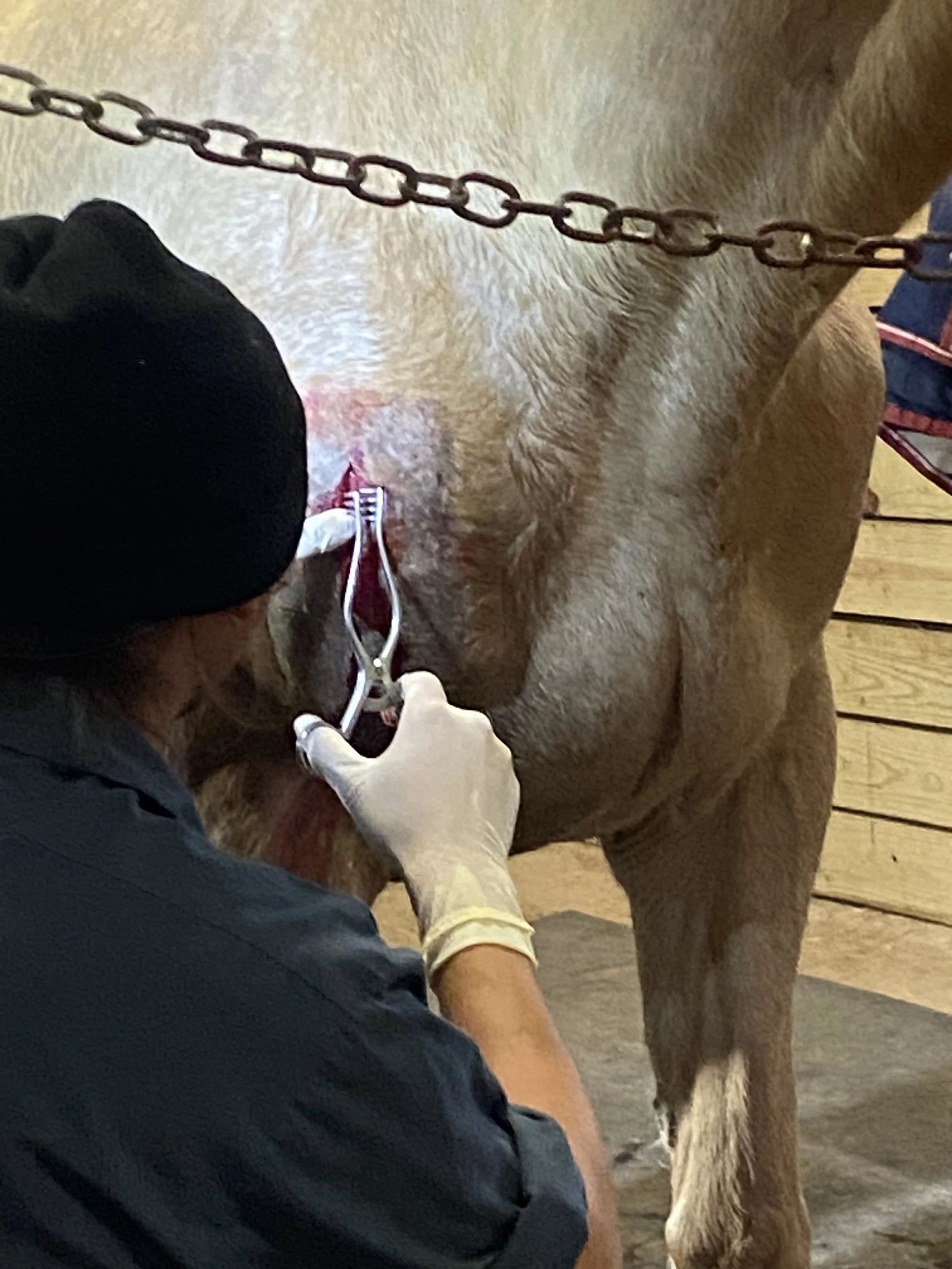 A veterinarian wearing gloves and a black cap giving an injection to a cow in a barn.