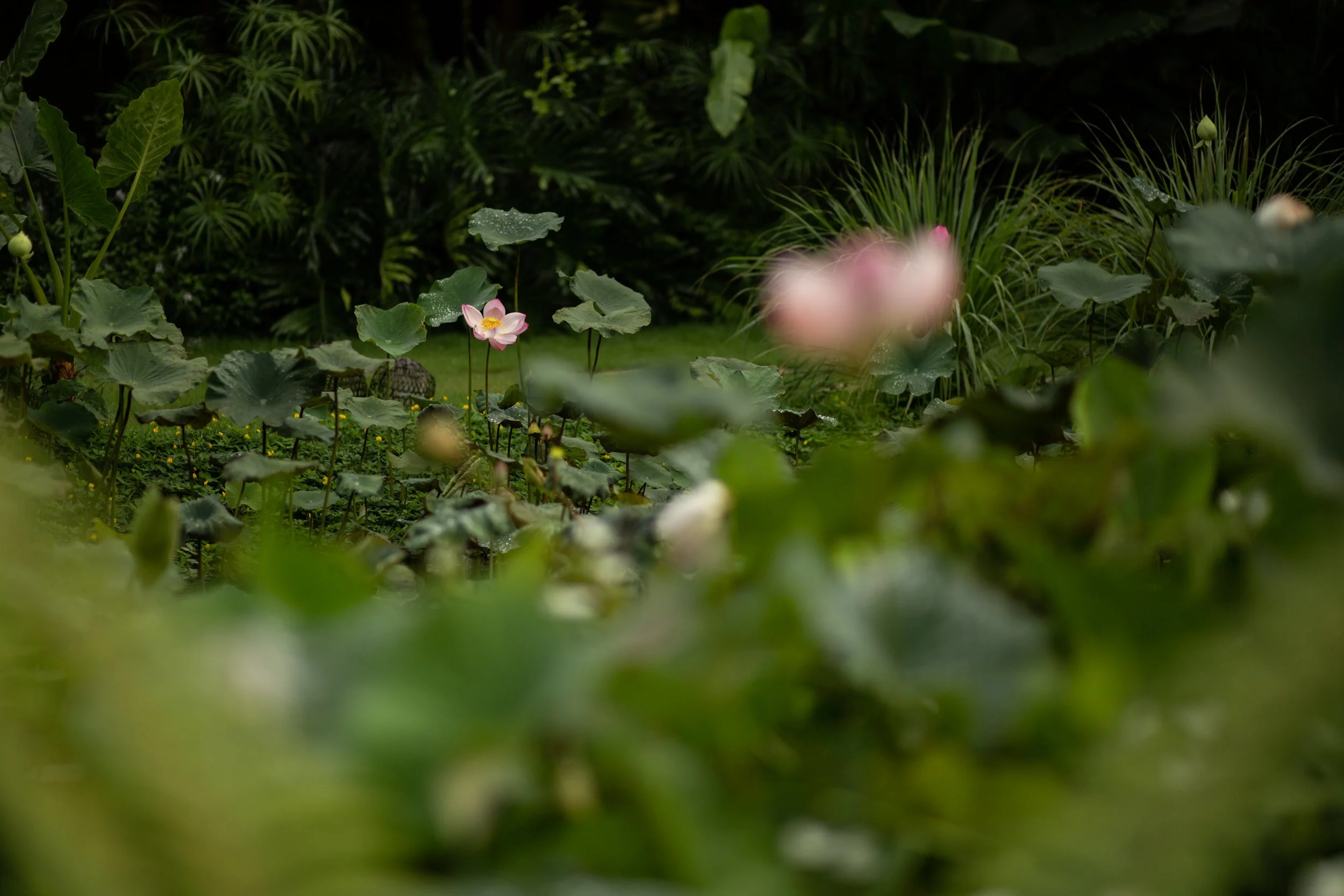 UMA JIWA - MAIN HOUSE - EXTERIORS (5 of 19) - IMG_3995.jpg