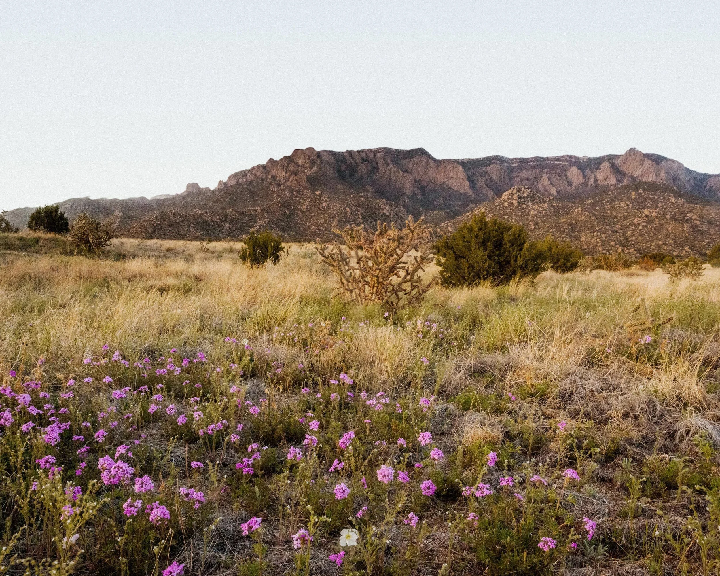 Pacific Fusion announces expansion to New Mexico with new Research and Manufacturing Campus