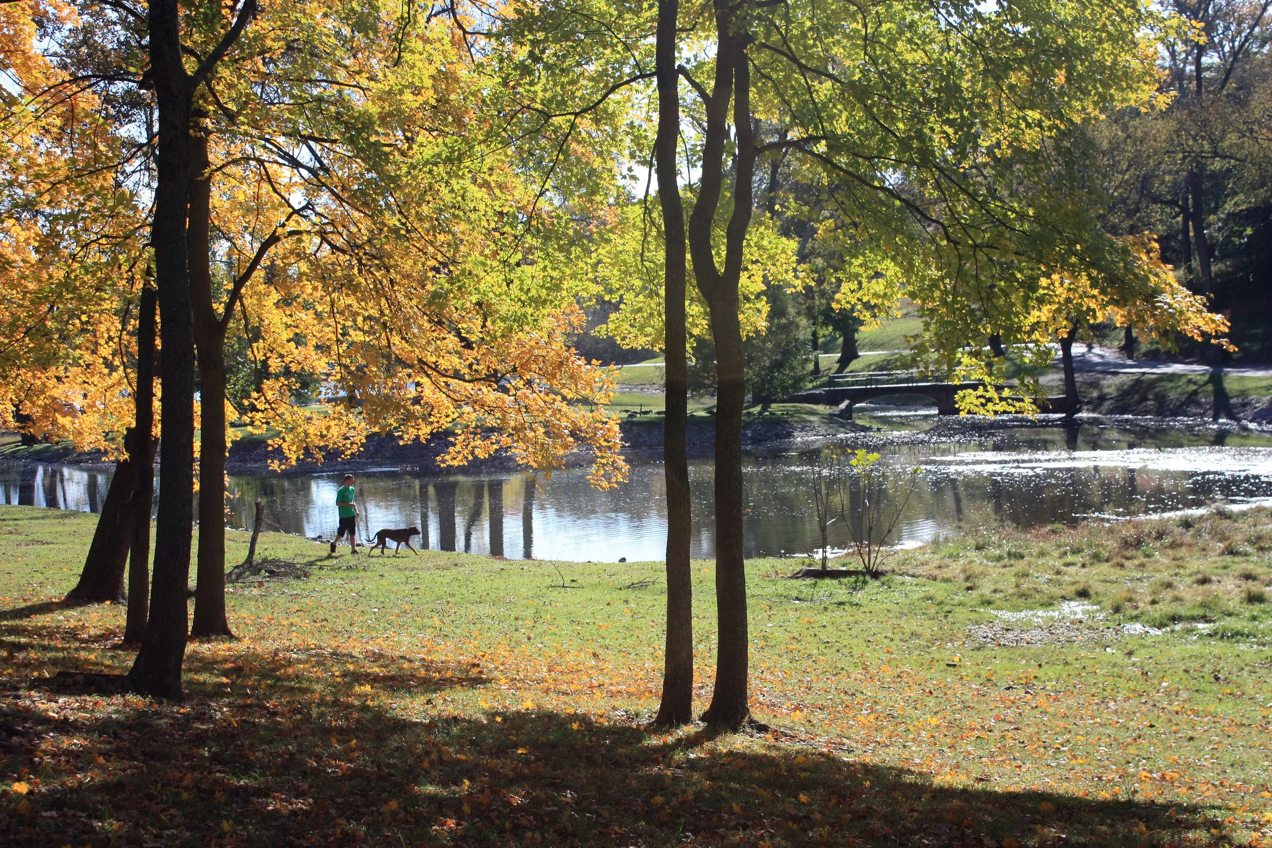 A person walking dogs along the edge of a pond in a park with trees displaying fall foliage.
