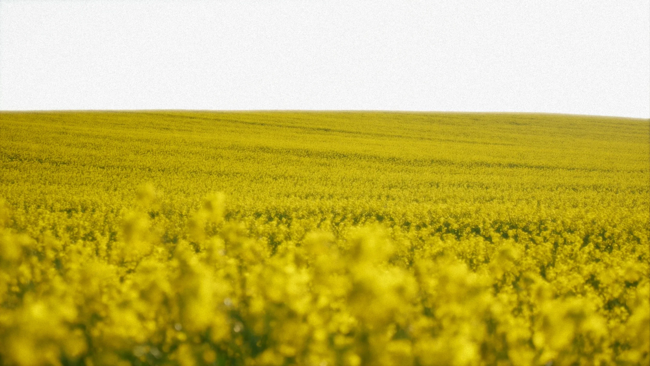fields_of_grace_10_2x.webp