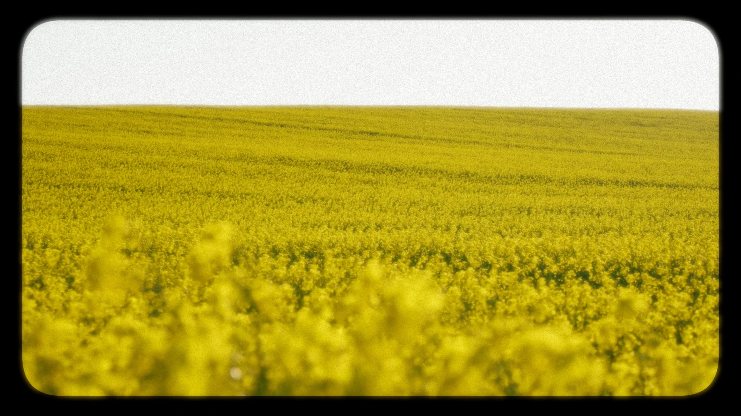 fields_of_grace_06_2x.webp