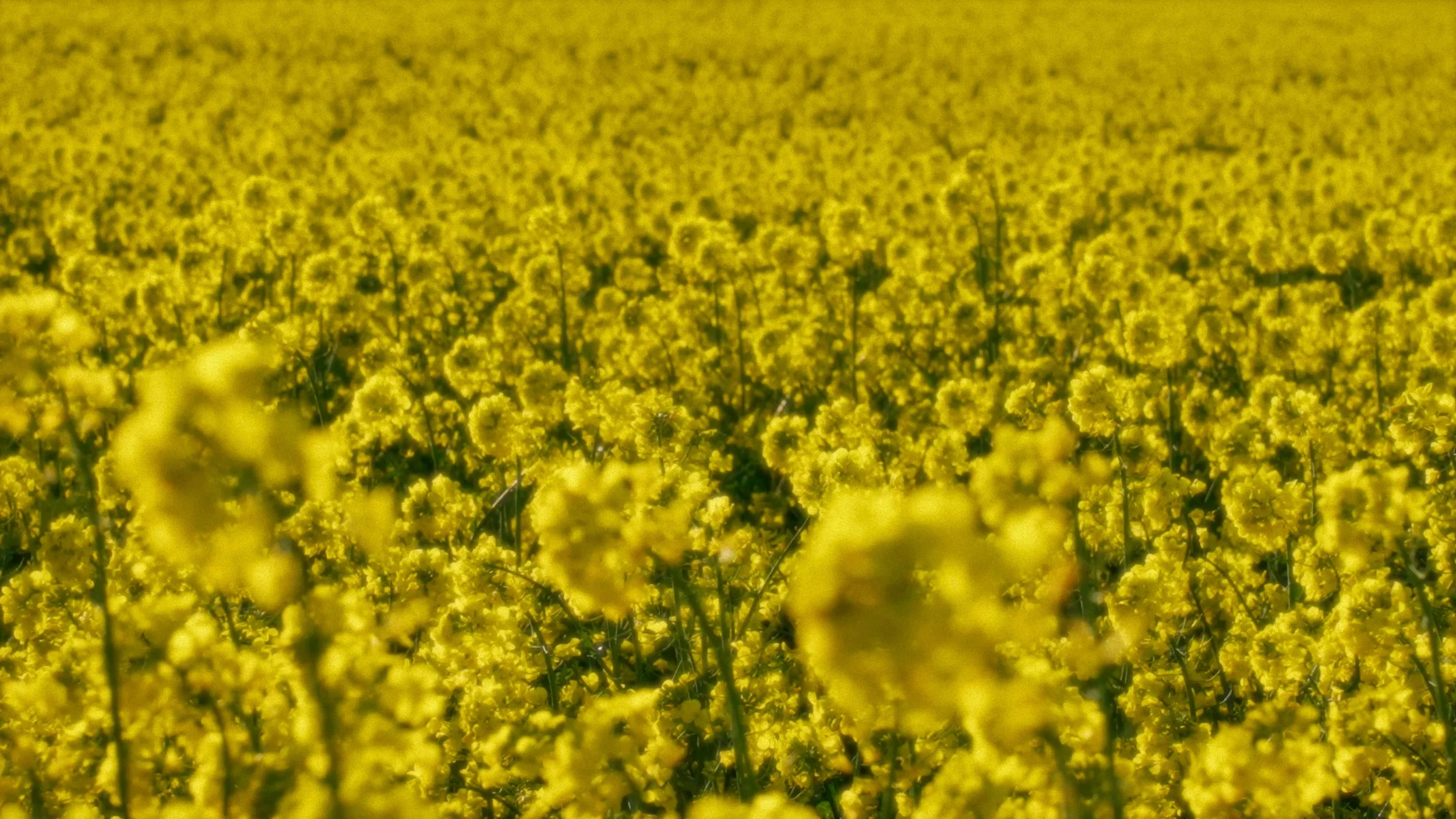 fields_of_grace_09_2x.webp