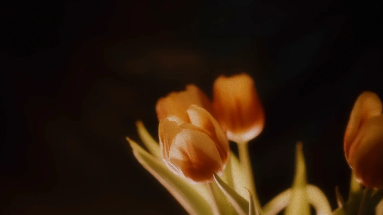 blurred_tulips01_1x.webp