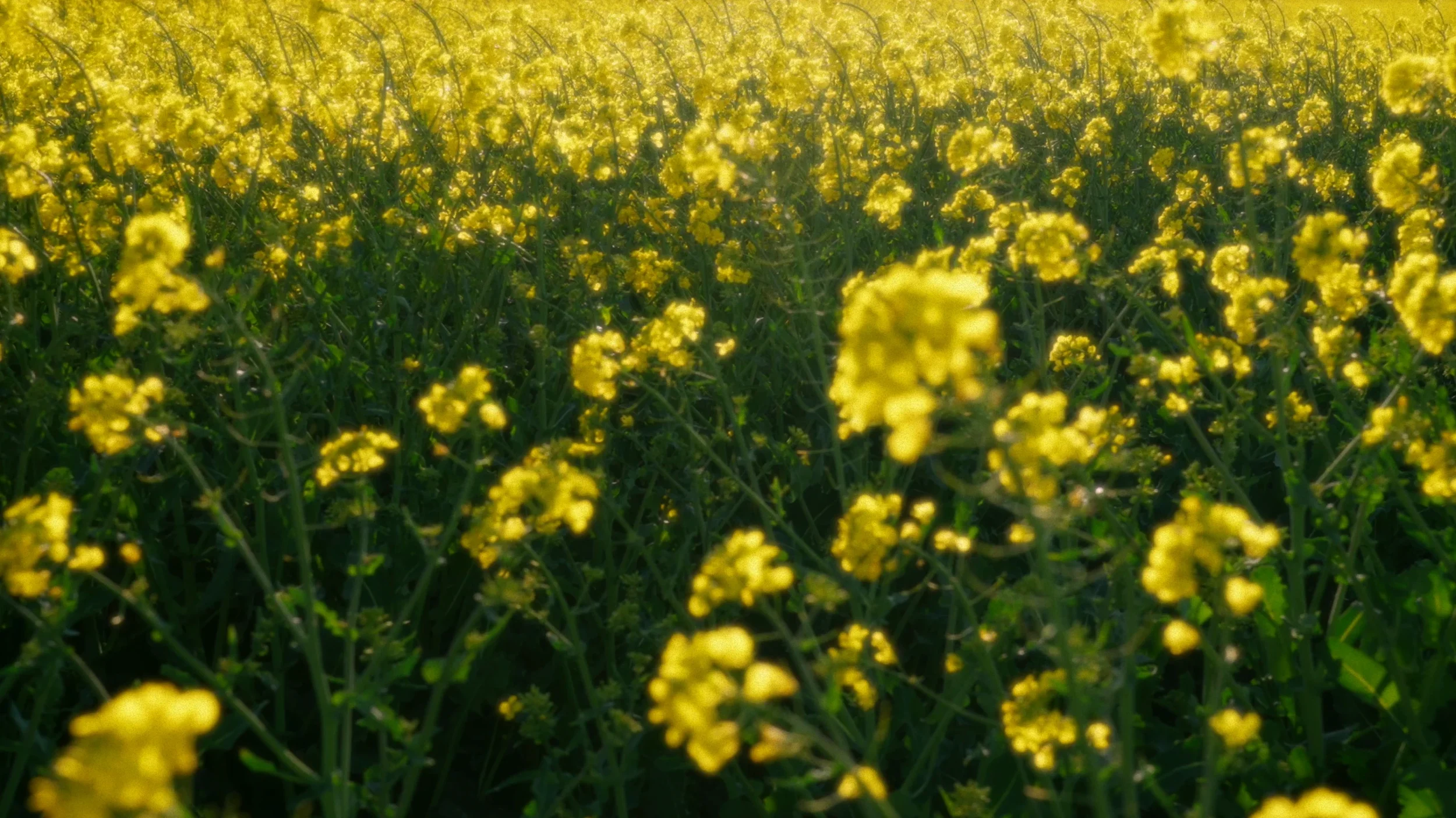 fields_of_grace_07_2x.webp