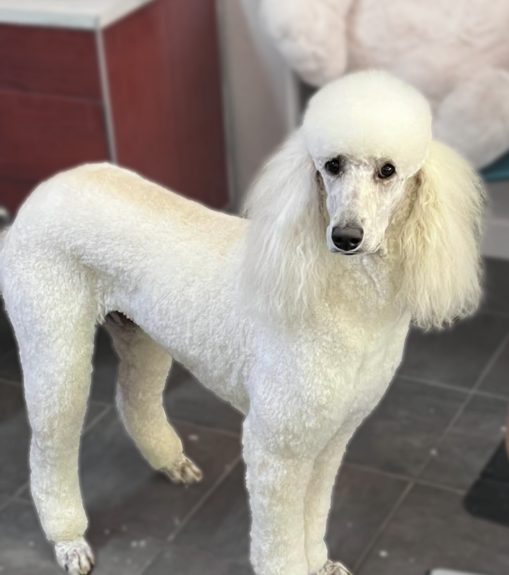 Bratdogz Pet Spa
