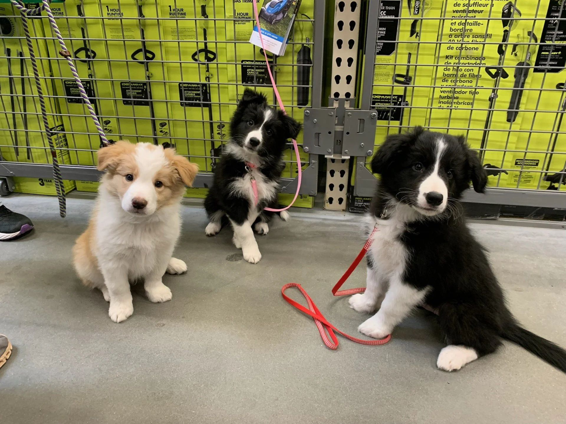 Why Early Puppy Socialization Matters