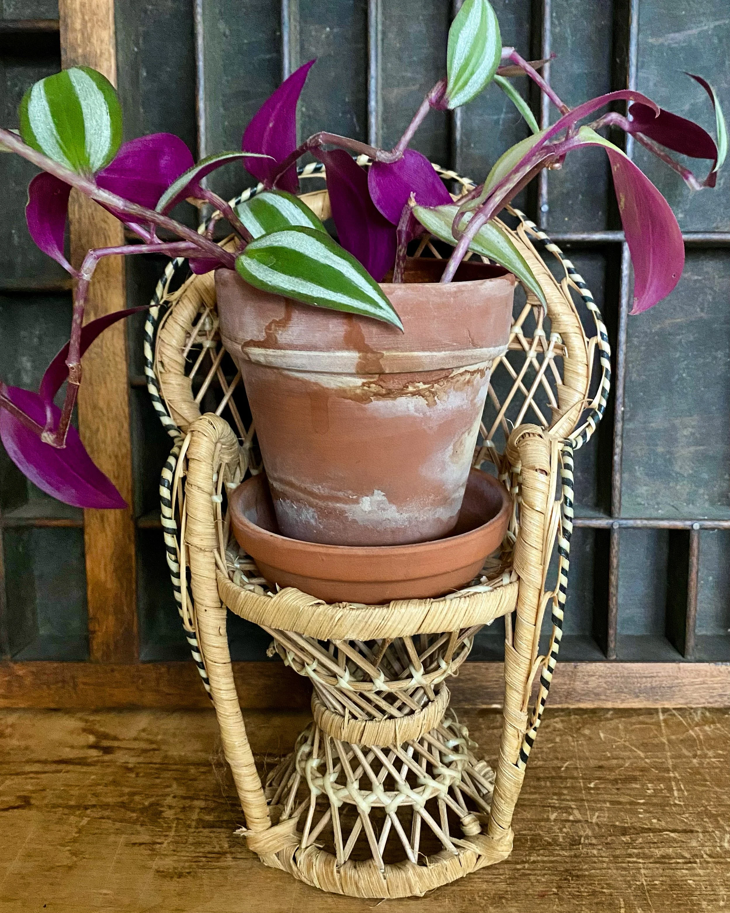 A potted purple and green striped plant in a terracotta pot, placed on a woven wicker stand with a matching dish underneath, against a dark wooden background.
