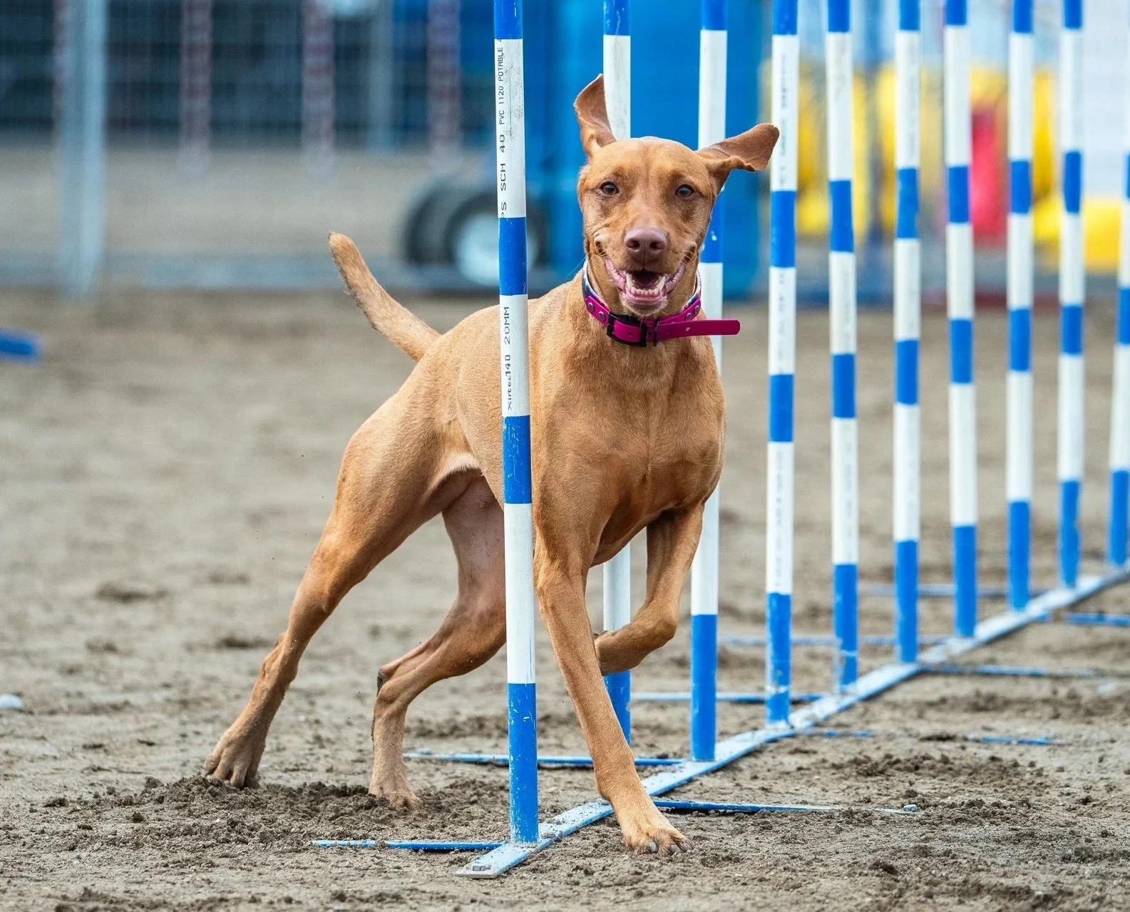 Dog participating in a hurdles race, jumping over agility obstacles at an outdoor dog agility course.