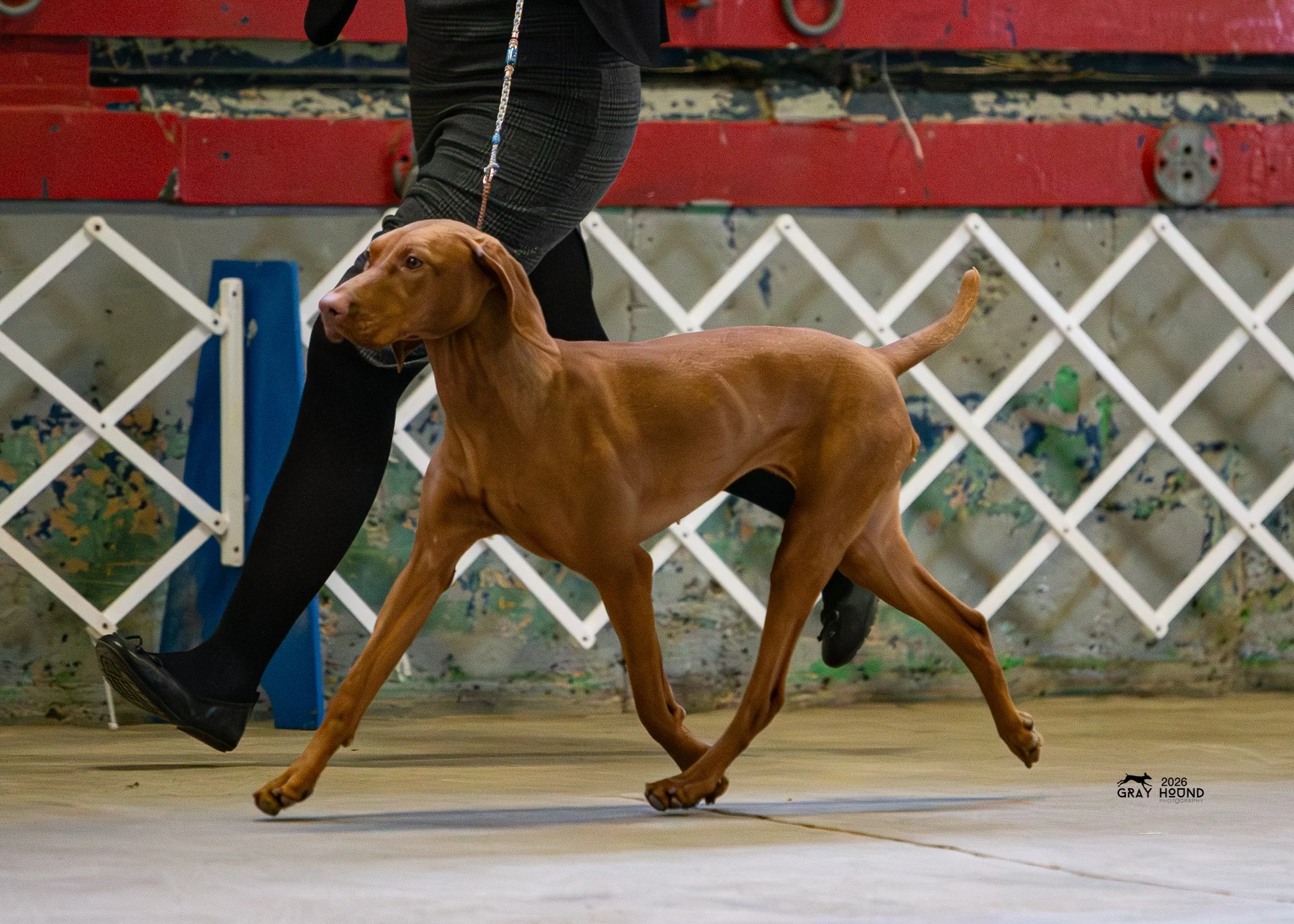 AKC Winter Classic Weekend: Two Selects + a New Title for Roxy