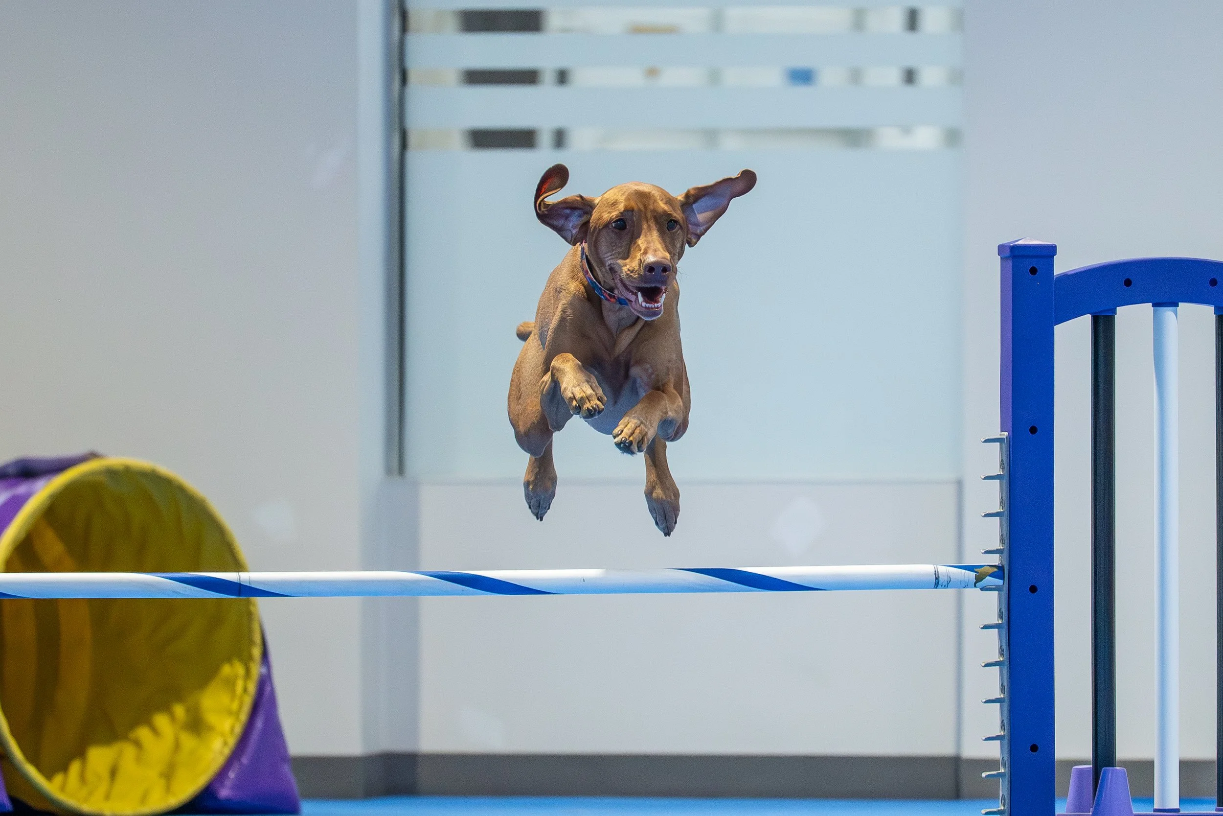 Verve Vizslas Valentines Weekend Agility Update