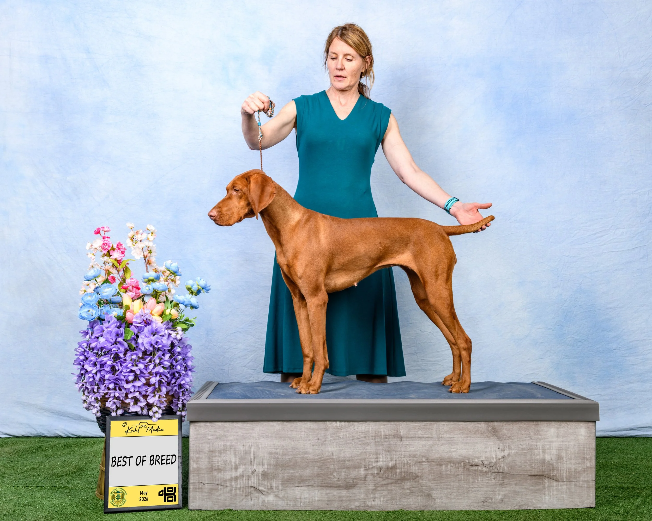 A full-circle weekend for GCh Stoney Lake Stardust FDJ CGN NAVHDA NA Pz I SDIN SDN