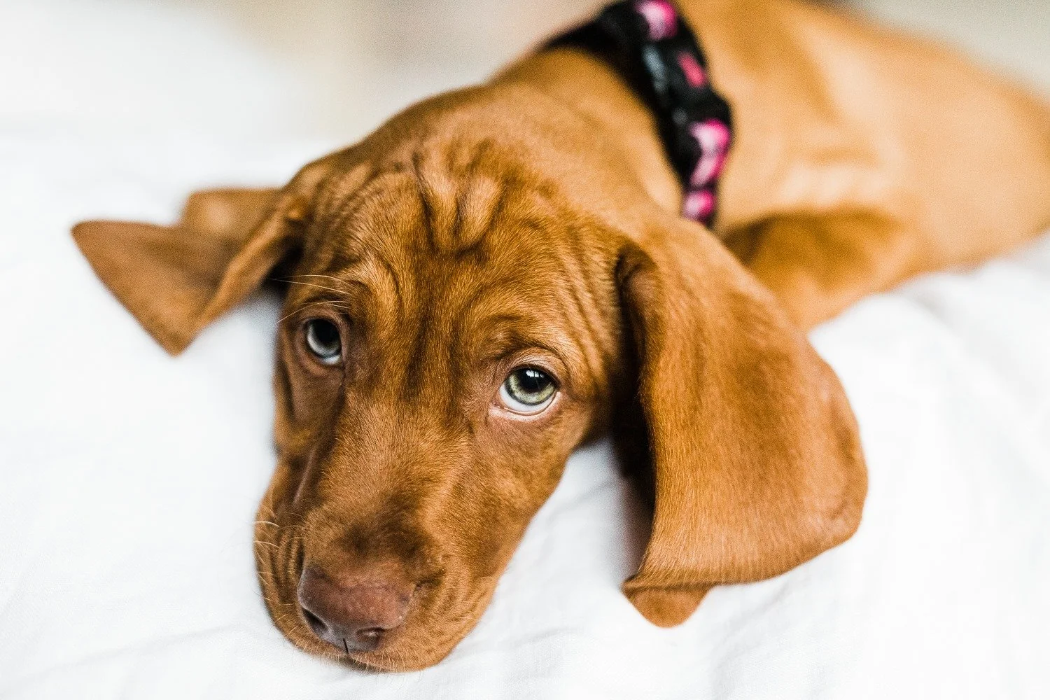 Vizsla breed information Vizsla training resources Vizsla health testing Vizsla breeder education Life with a Vizsla Hungarian Vizsla information Responsible dog breeder resources Vizsla care guide