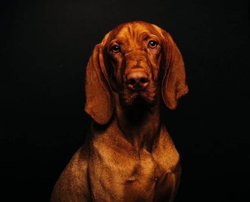 A brown dog with floppy ears and a serious expression sitting against a black background.