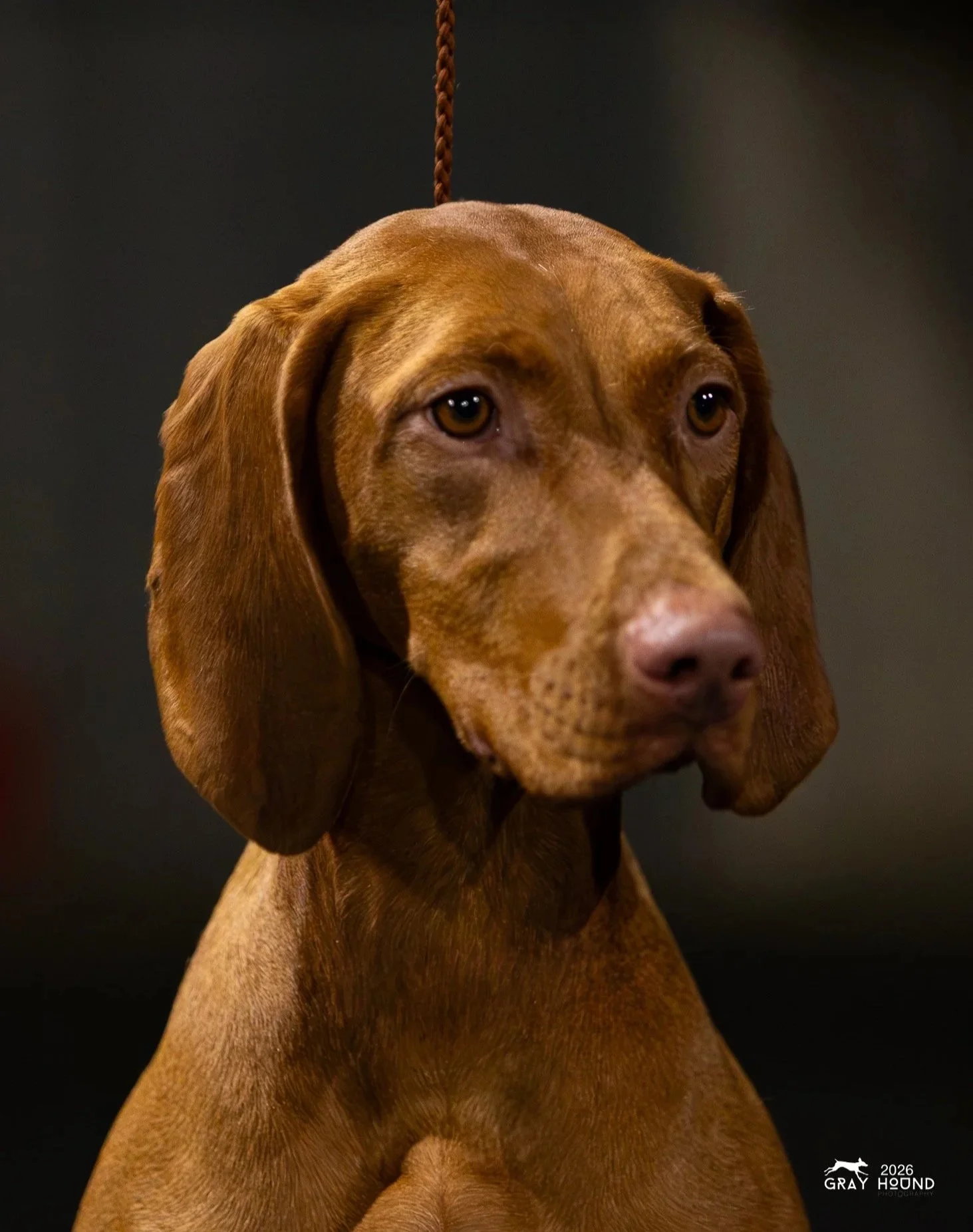 A brown dog with long ears and a pink nose, looking slightly to the side, on a dark background.