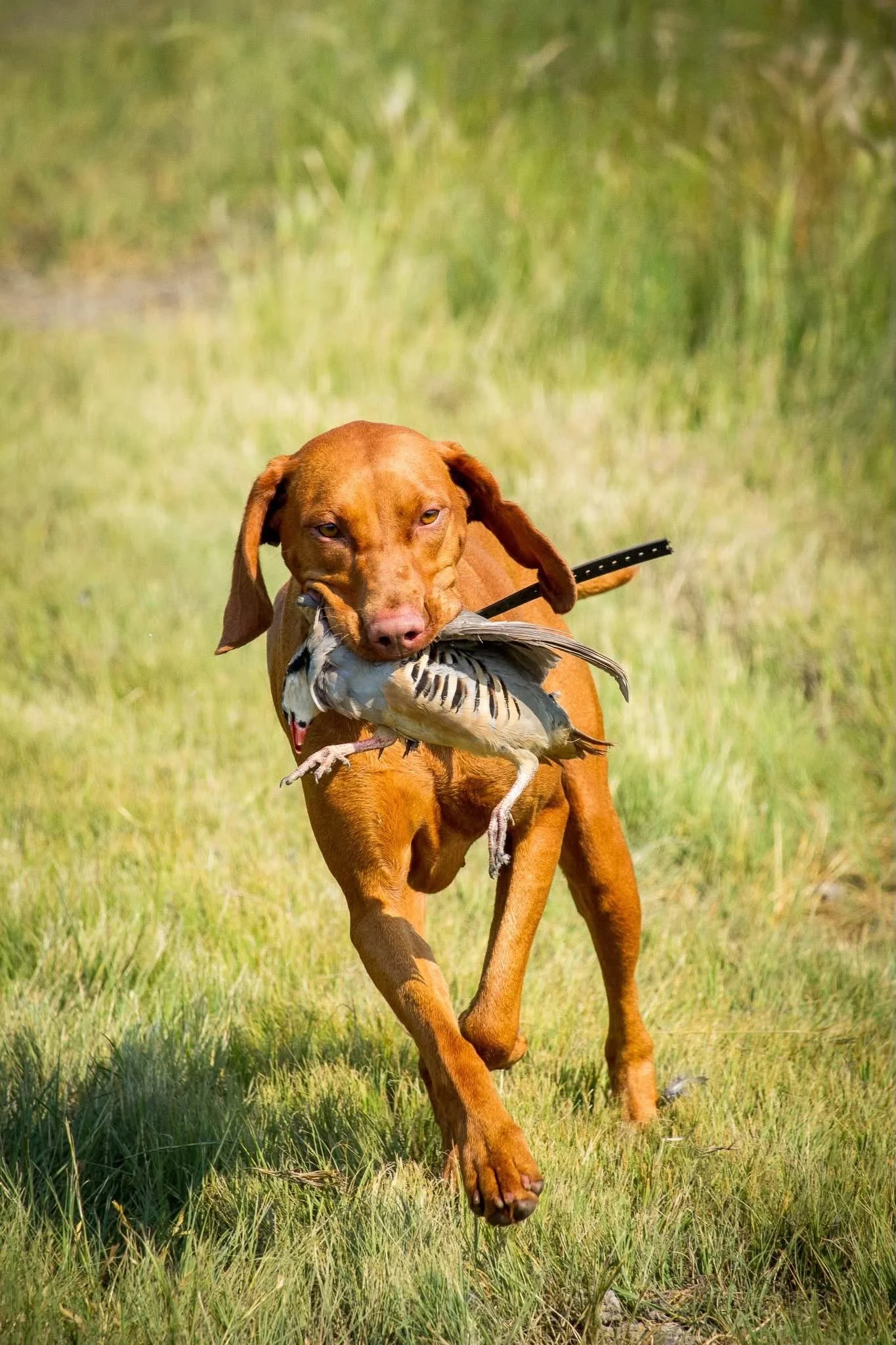 A brown dog running in a grassy field with a bird in its mouth.