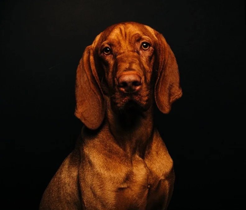 A brown dog with long ears and sad eyes against a black background.