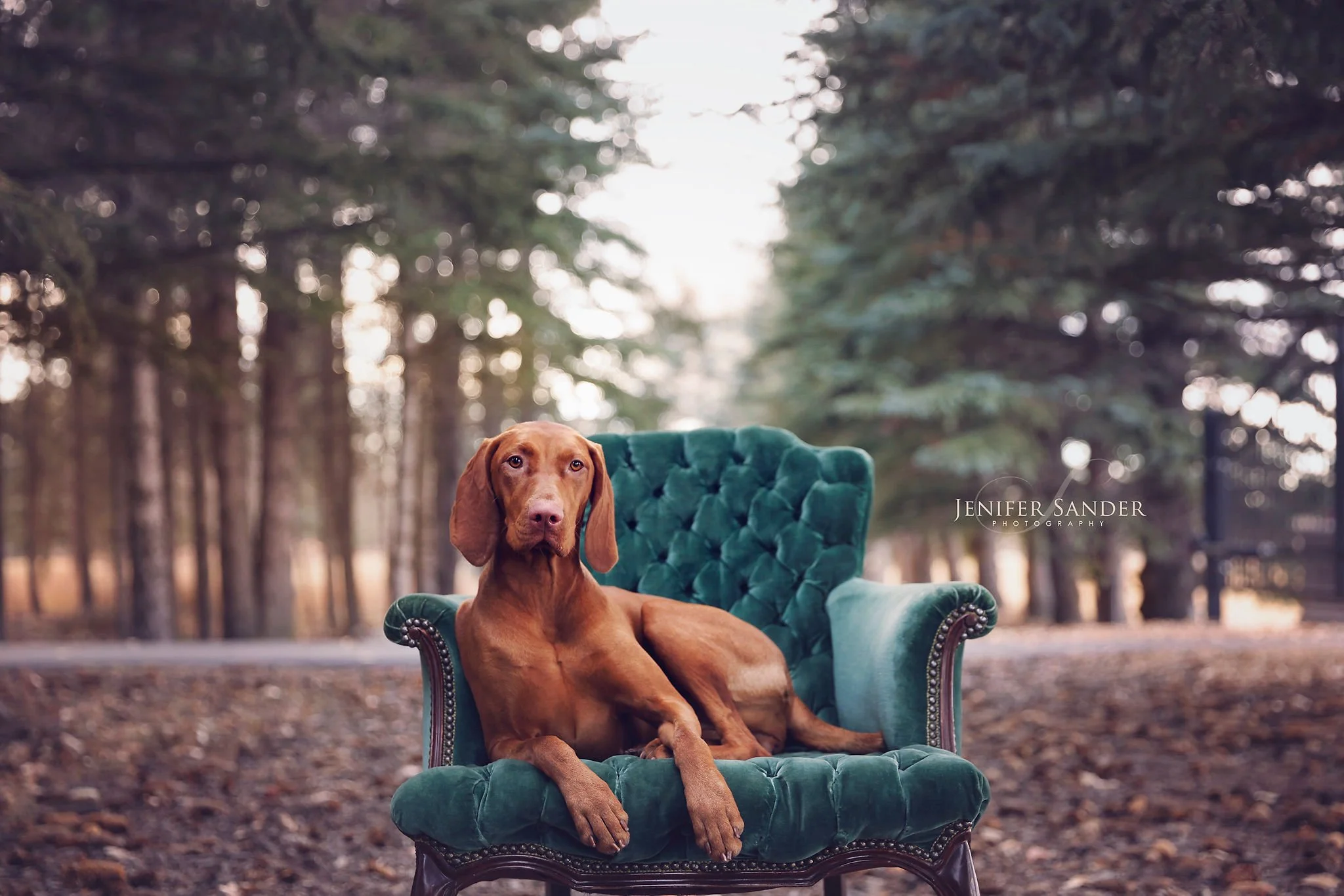 A brown dog with long droopy ears lying on a green velvet vintage armchair outdoors in a wooded area during daytime.