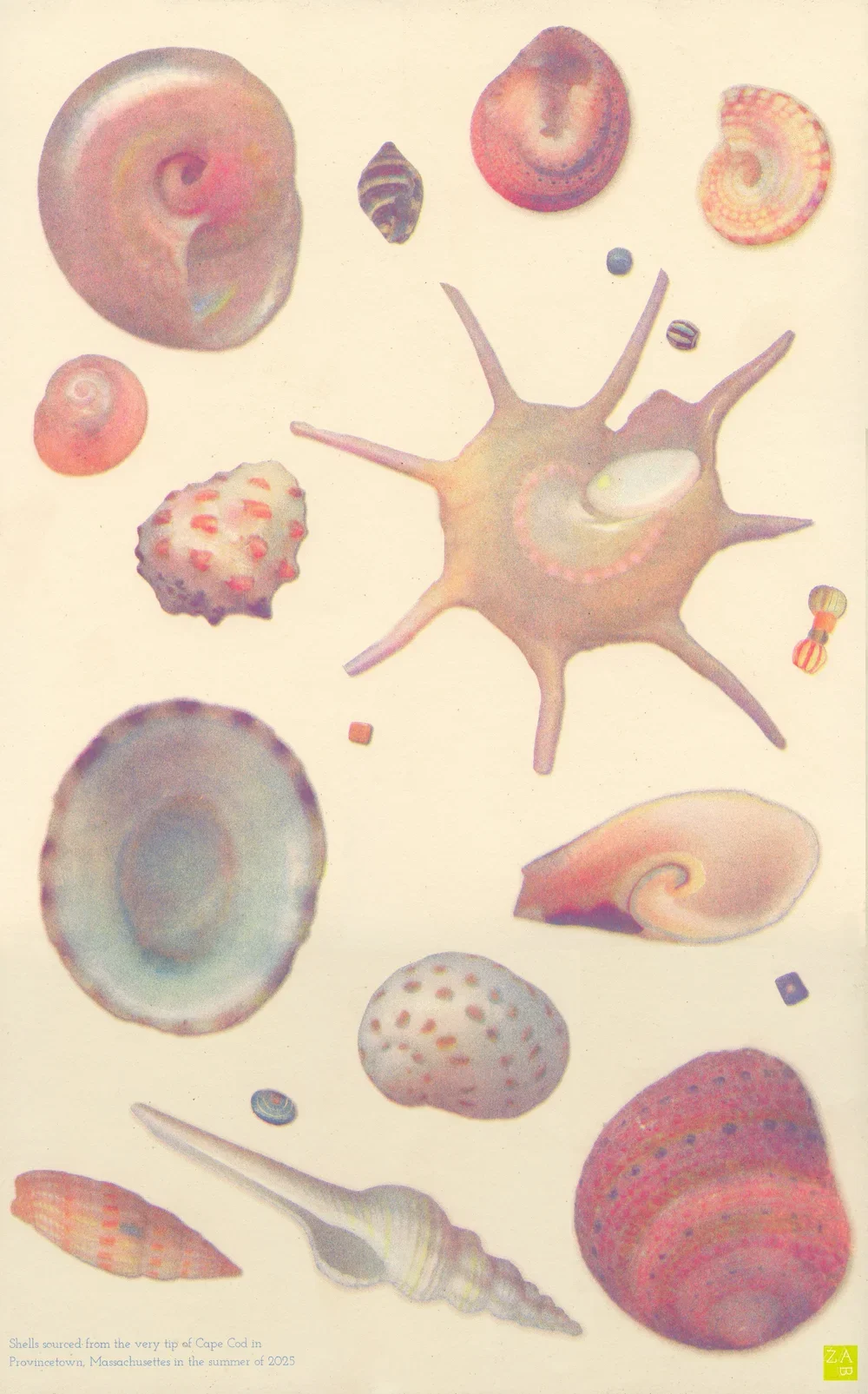 Collected Shells Riso Print