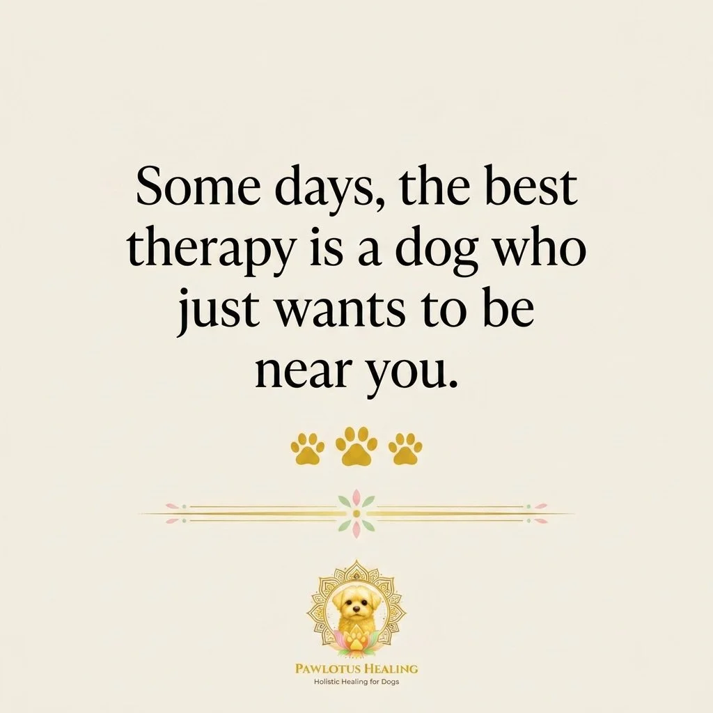 Just existing near each other. That&rsquo;s enough. 🌿

There&rsquo;s something about a dog who stays close that heals parts of you words never could.

#pawlotushealing #doghealing #dogwellness #holisticpet #dogsofinstagram