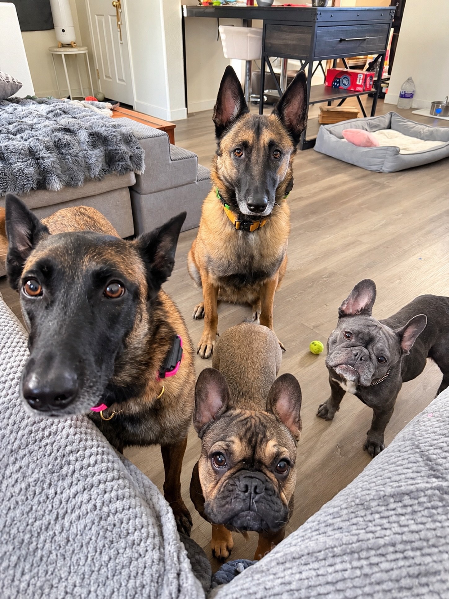 POV: You said &ldquo;Who wants a treat?&rdquo; and I get the entire management team.

I believe in balance, calm energy, good nutrition&hellip; and apparently very aggressive snack supervision. 🤣

They don&rsquo;t miss a crumb around here. 🐕🐕🐶🐶
