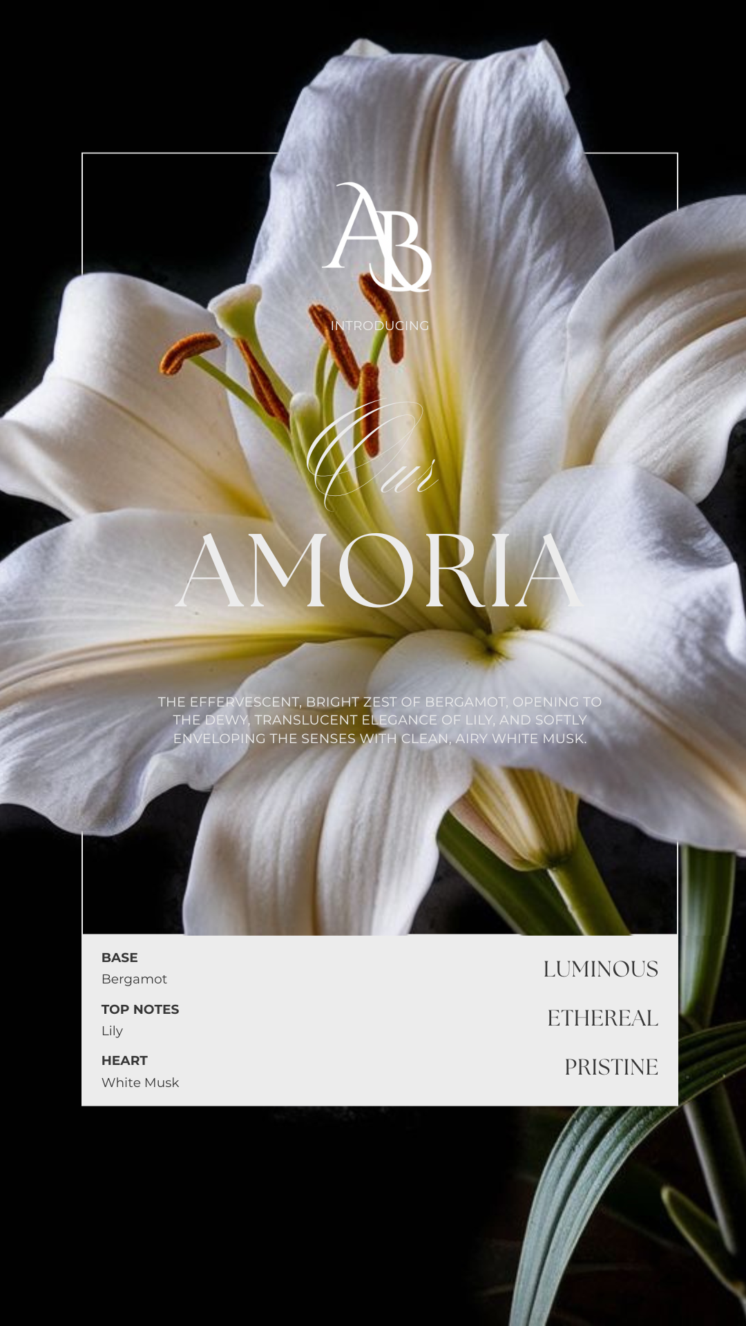 Close-up of a white lily flower with text overlay describing a perfume called "Amoria" with notes of bergamot, lily, and white musk.