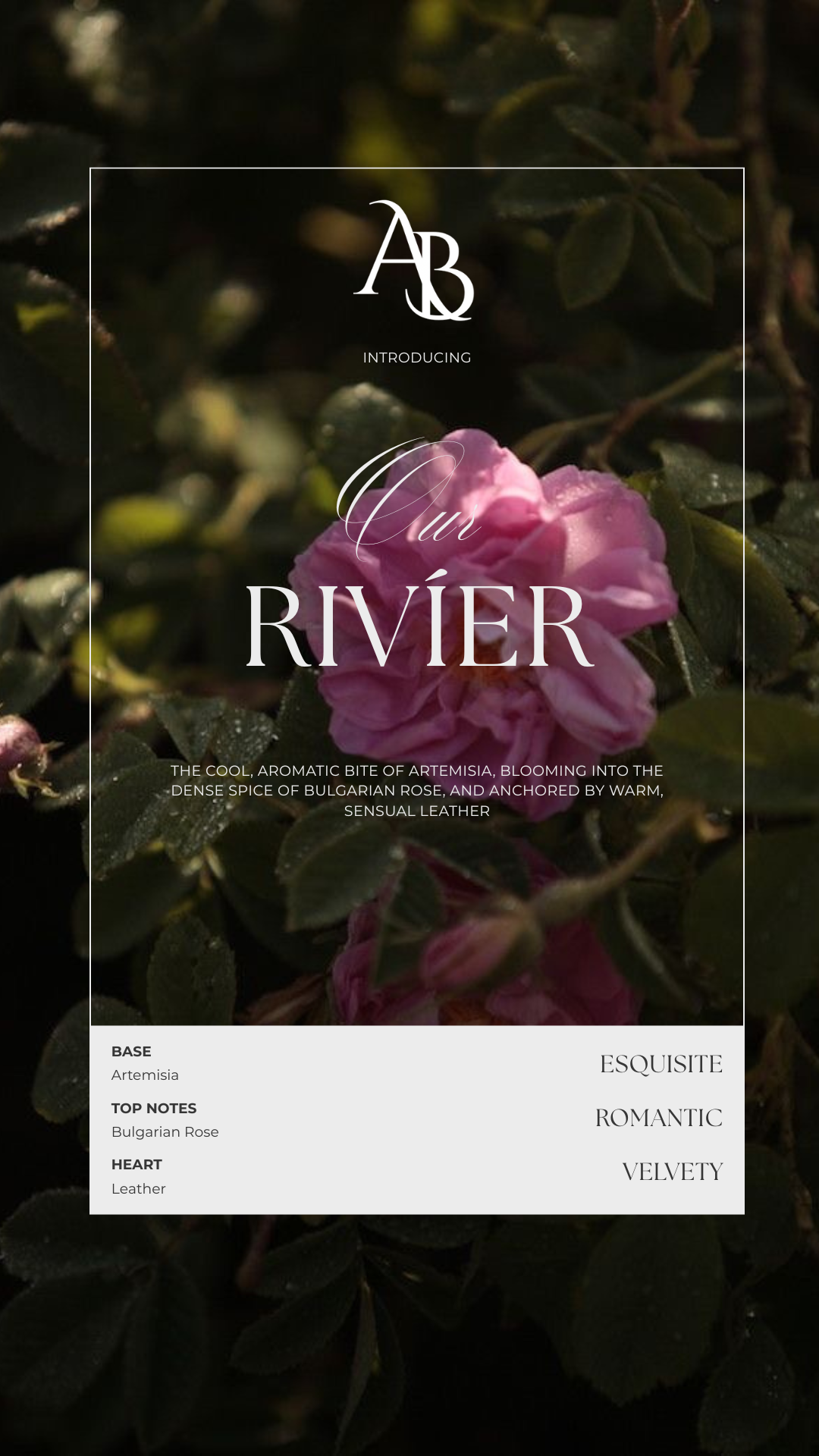 Close-up of a pink Bulgarian rose flower with dark green leaves in the background, overlaid with text promoting a product called 'Au Rivier' with details about its scent notes and characteristics.