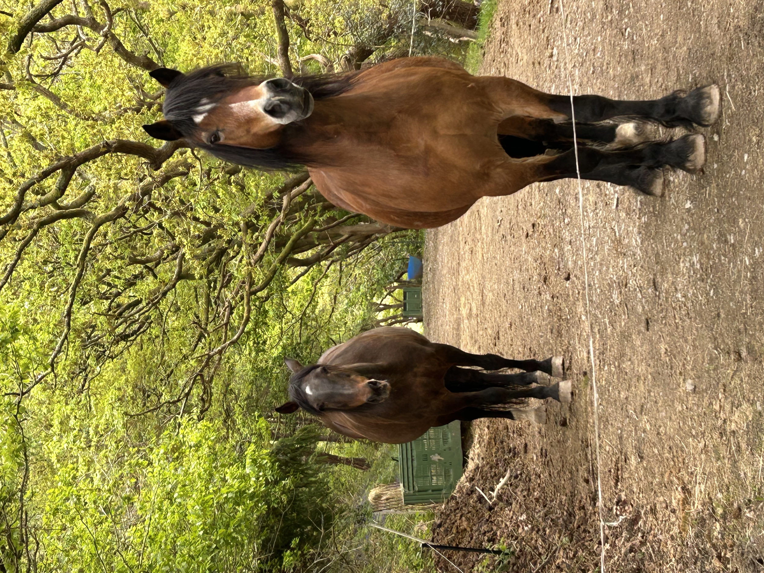 Two brown horses with black manes standing on dirt ground in a wooded area with green leaves and trees.