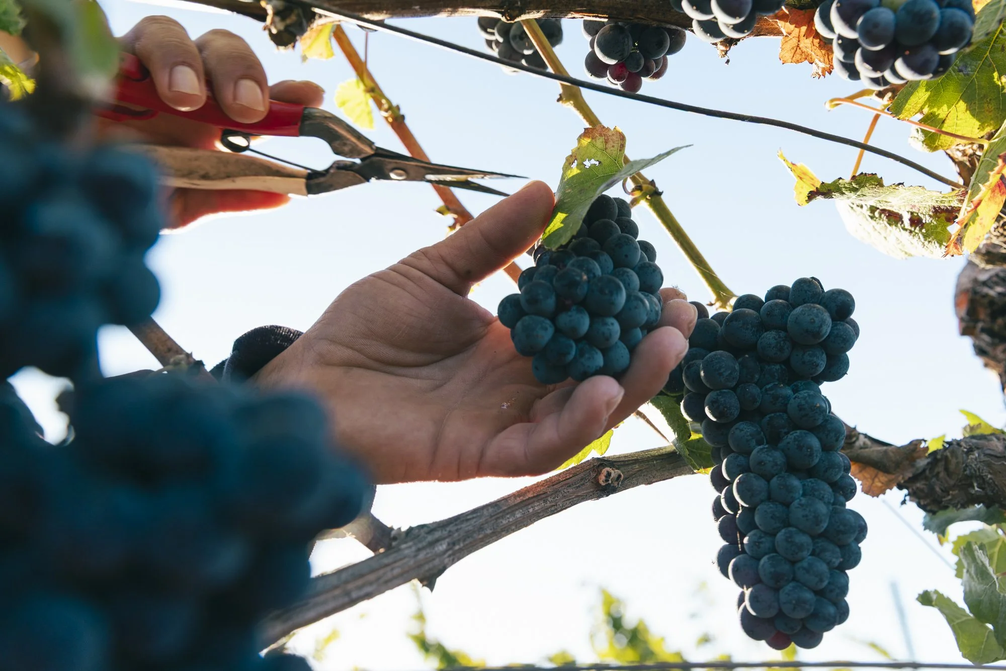 Pellegrini-Harvest-2024-1292.jpg
