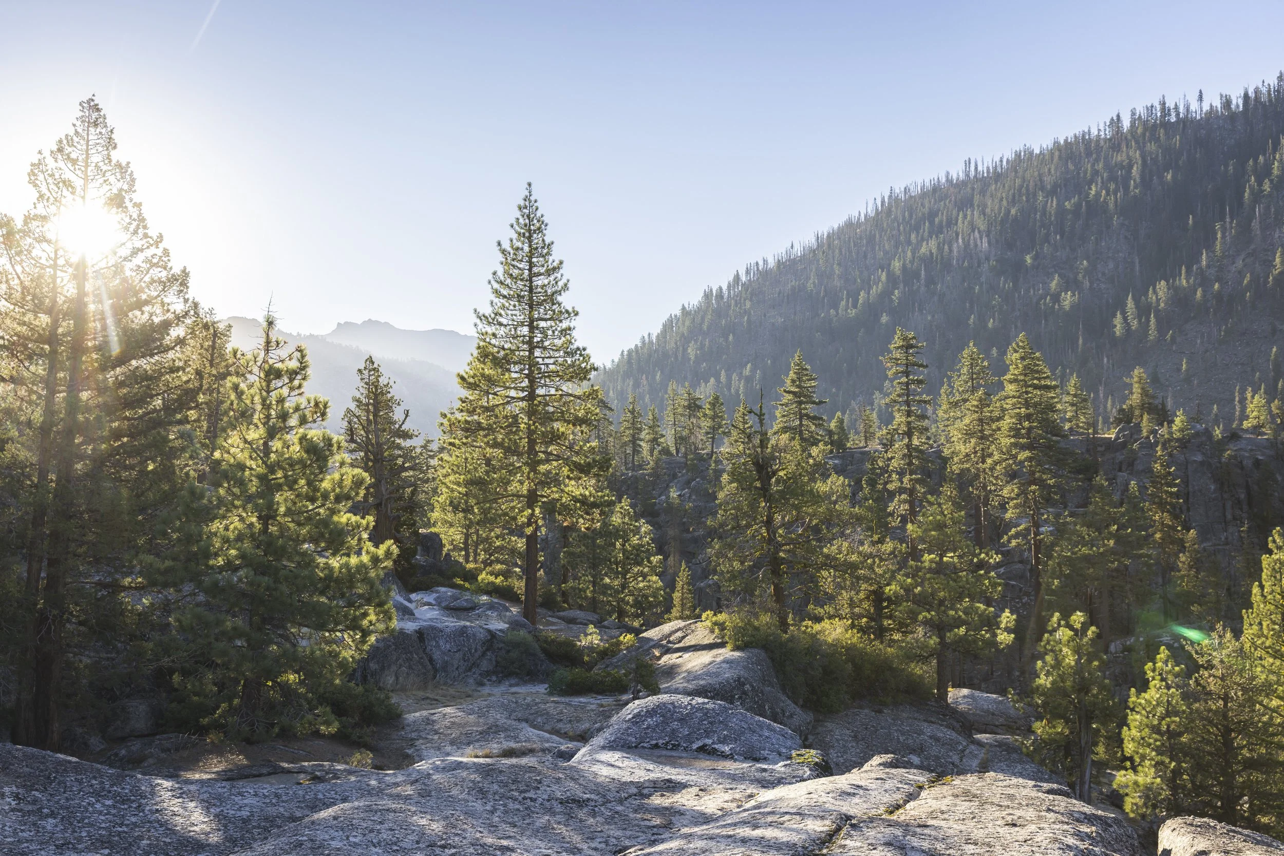 Sunlight streaming through pine trees in a mountainous forest of the Northern California Sierras, with large rocks in the foreground, photographed by Fieldborn Creative.