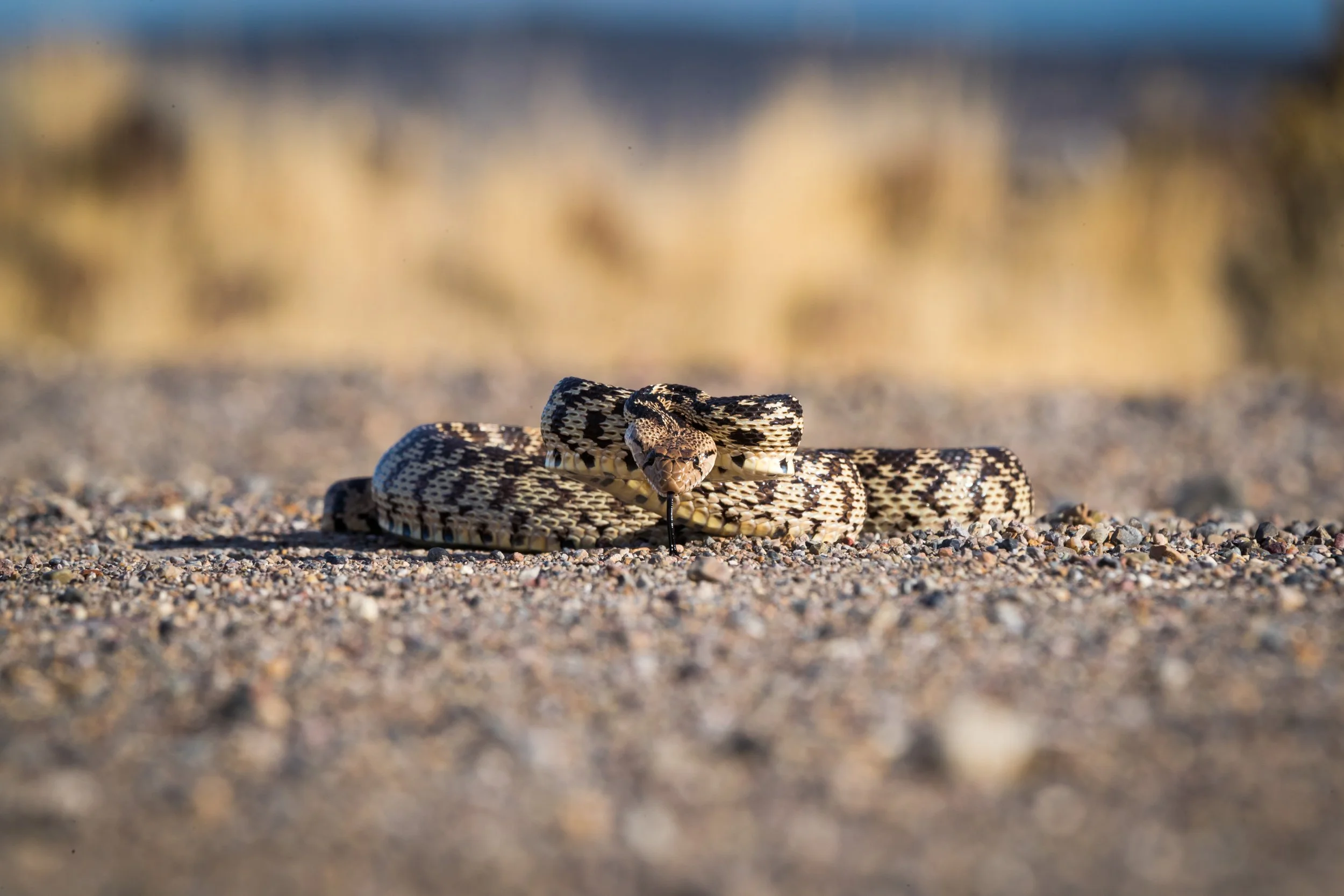 Gopher snake crossing a road in Idaho’s sagebrush country during filming of the Golden project, photographed by Fieldborn Creative.