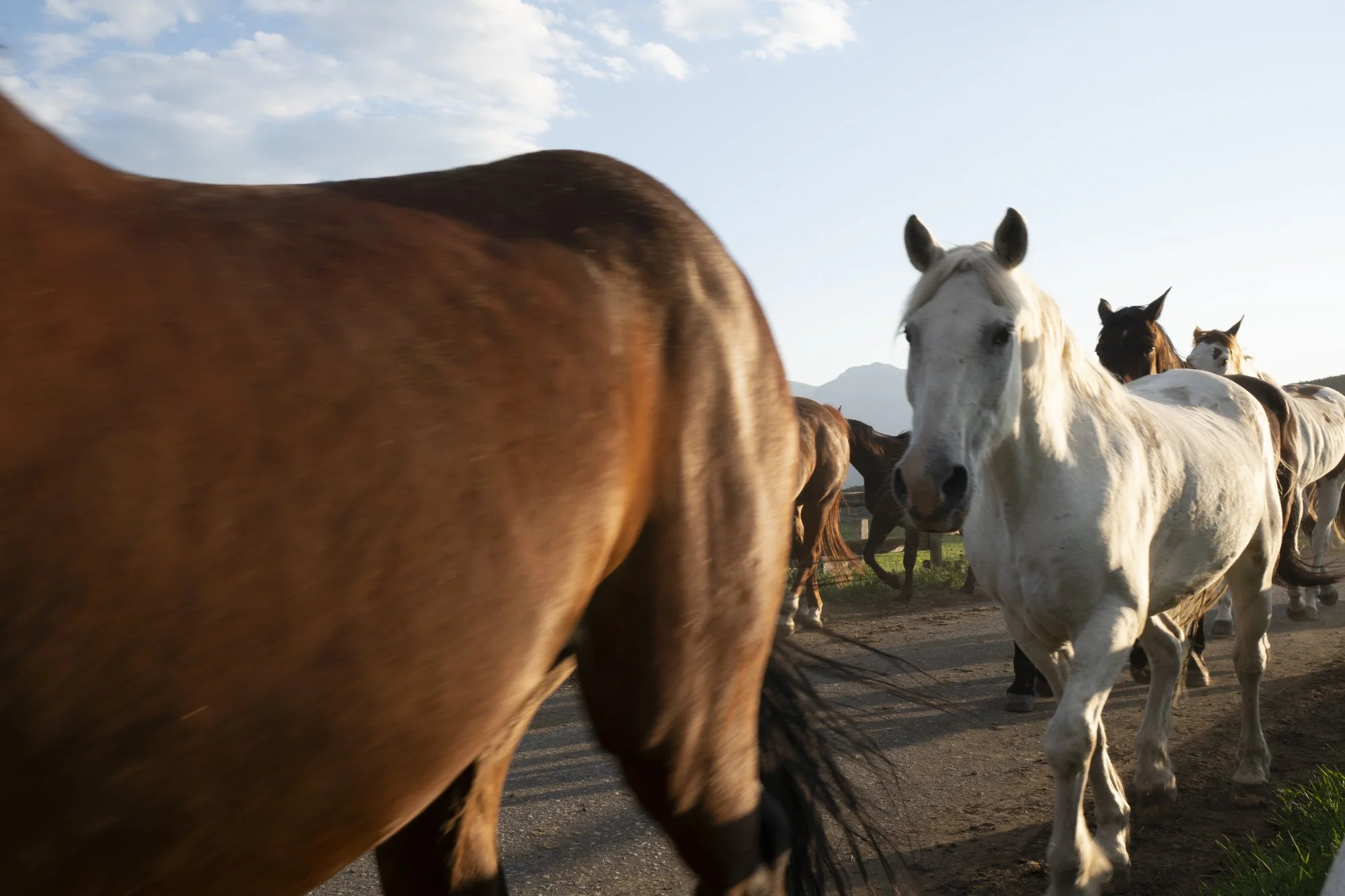 Group of horses grazing outdoors with clear skies and mountains in the background. Commercial lifestyle production by Fieldborn Creative.