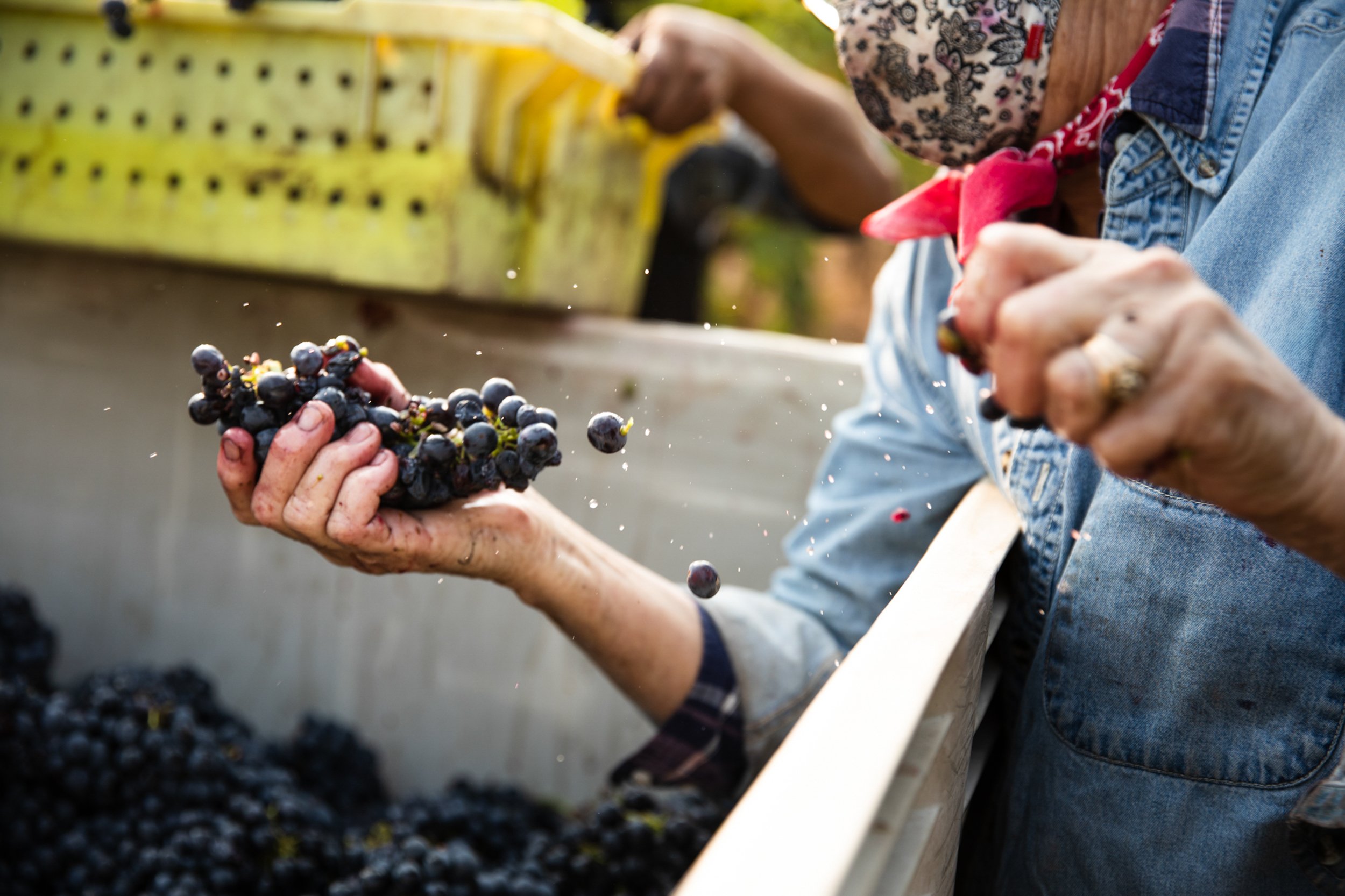 People harvesting grapes in a vineyard, with one person holding a bunch of dark grapes over a large container. Commercial lifestyle production by Fieldborn Creative.