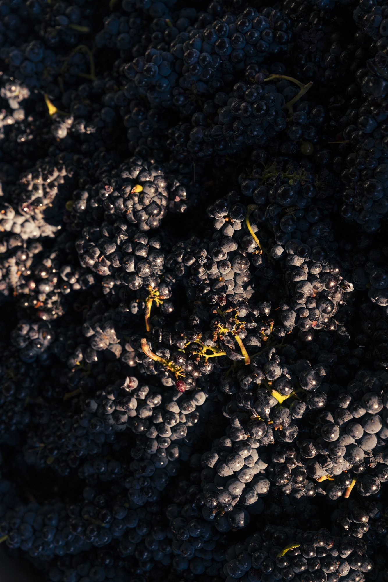 Pellegrini-Harvest-2024-1624.jpg