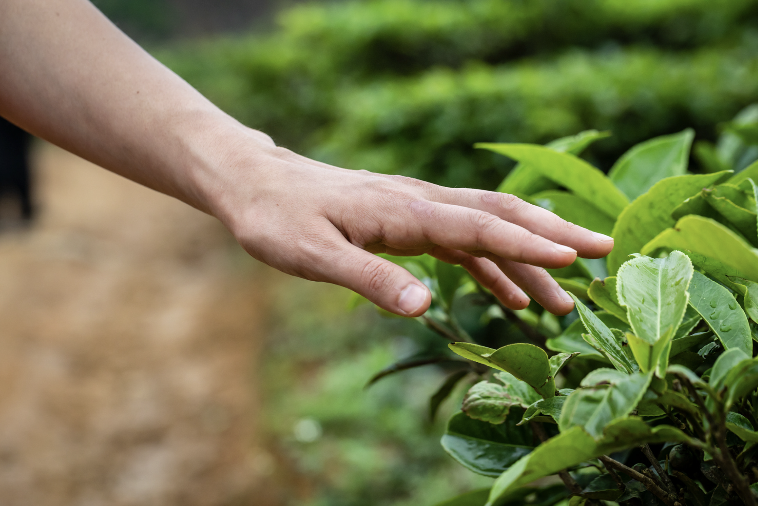 Person's hand touching green plants in a garden or farm. Commercial lifestyle production by Fieldborn Creative.
