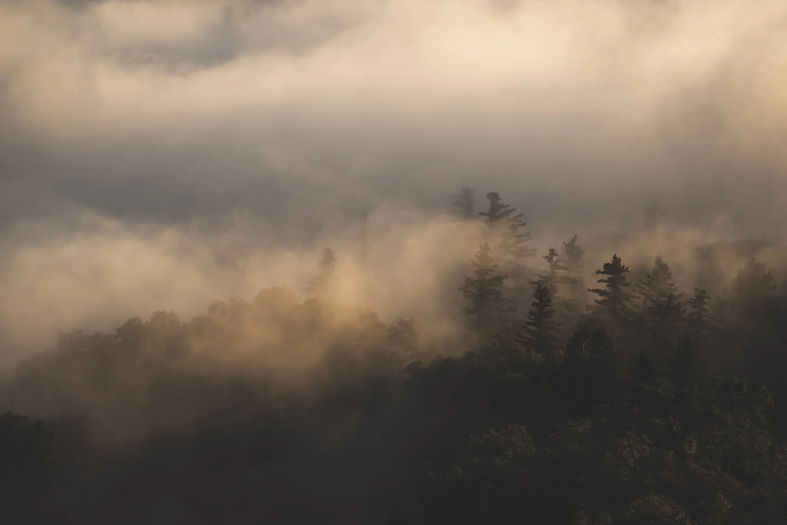Foggy forest with tall trees at dawn, creating ethereal outdoor atmosphere, photographed by Fieldborn Creative for Osprey Packs