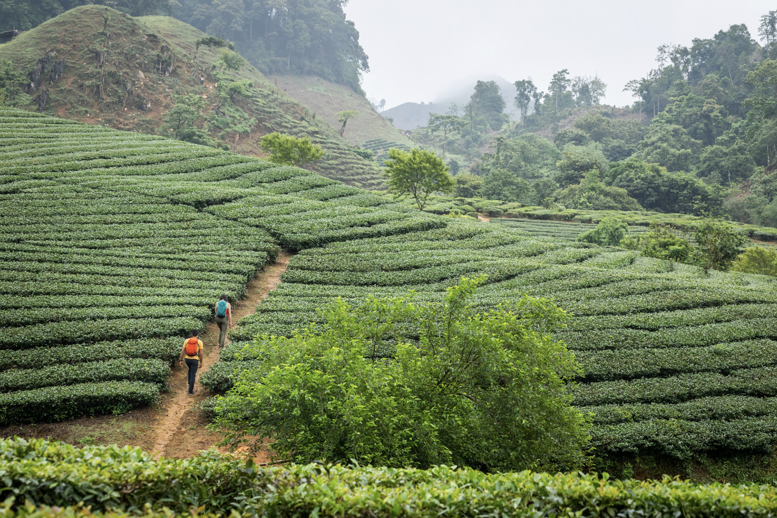 Hiking trails through lush green tea plantations on a hillside with three hikers wearing backpacks. Commercial lifestyle production by Fieldborn Creative.