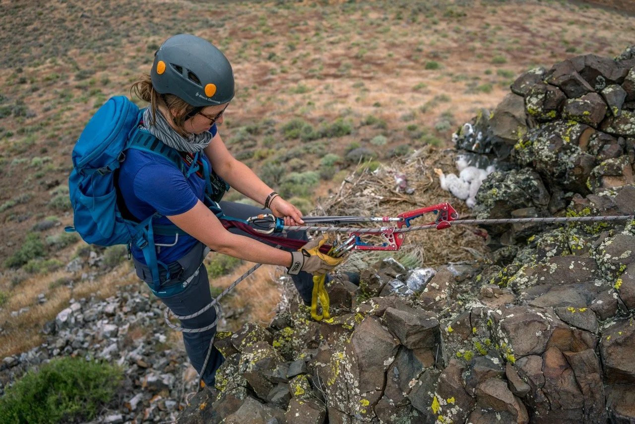Caitlin Davis rigging a rappel line to enter a raptor nest during filming of the Golden project in Idaho, photographed by Fieldborn Creative.
