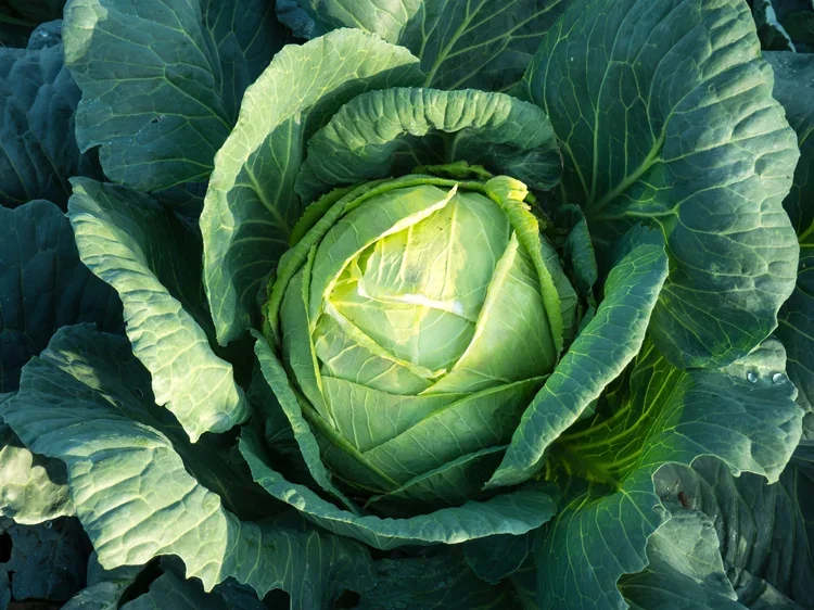 5 Reasons You Should Eat Cabbage